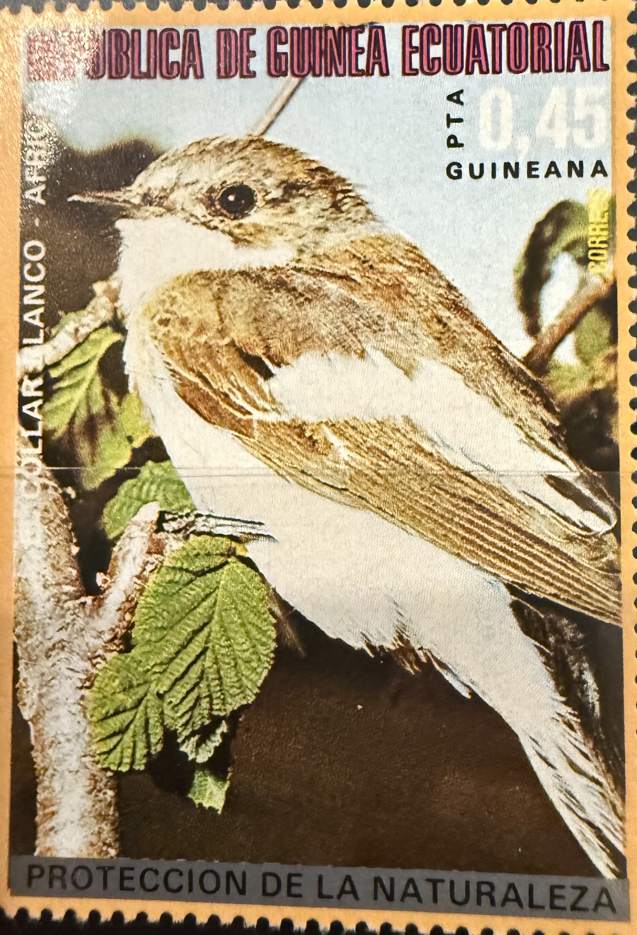 EQ Semi CollaredFlycatcher