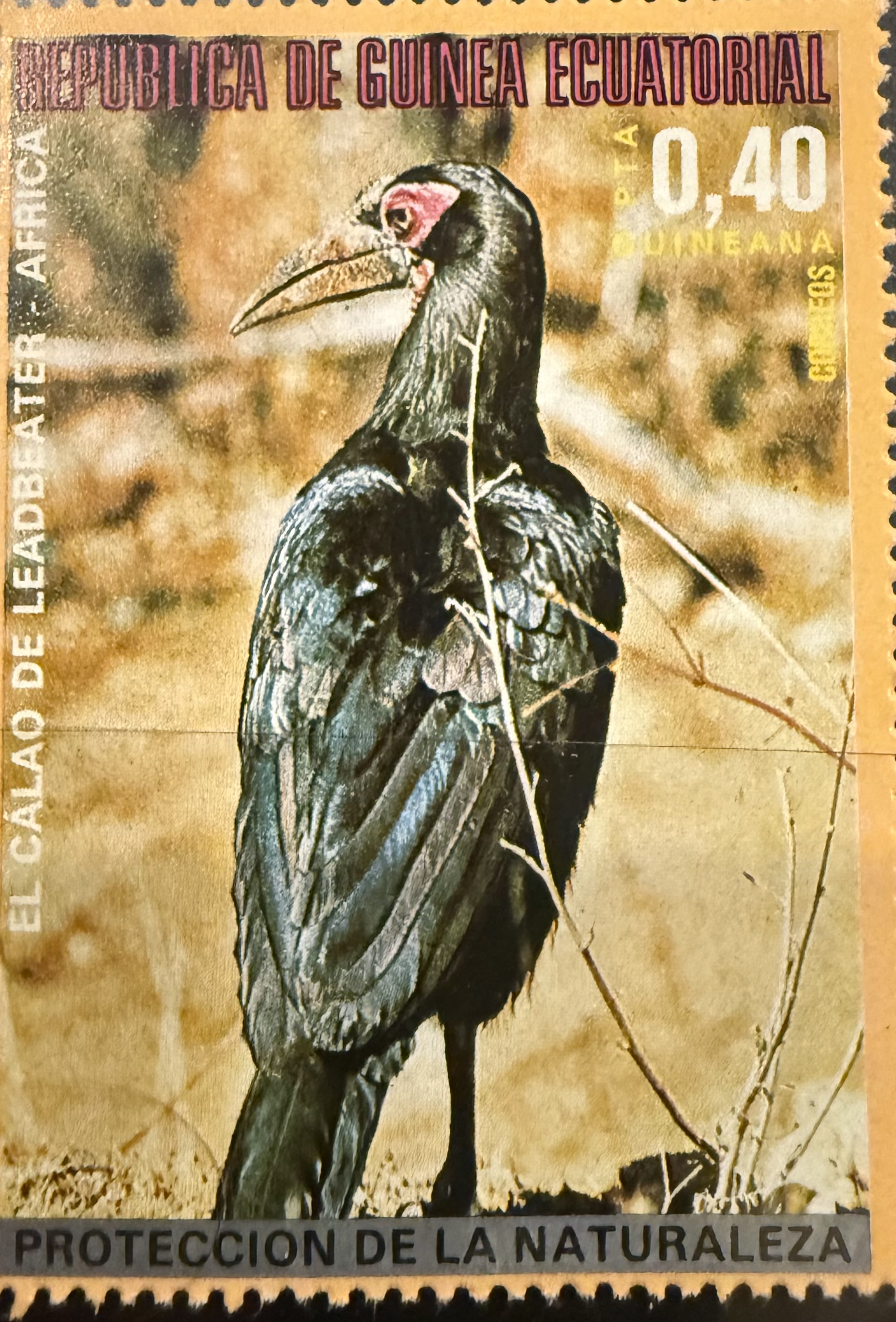 EQ Southern Ground Hornbill