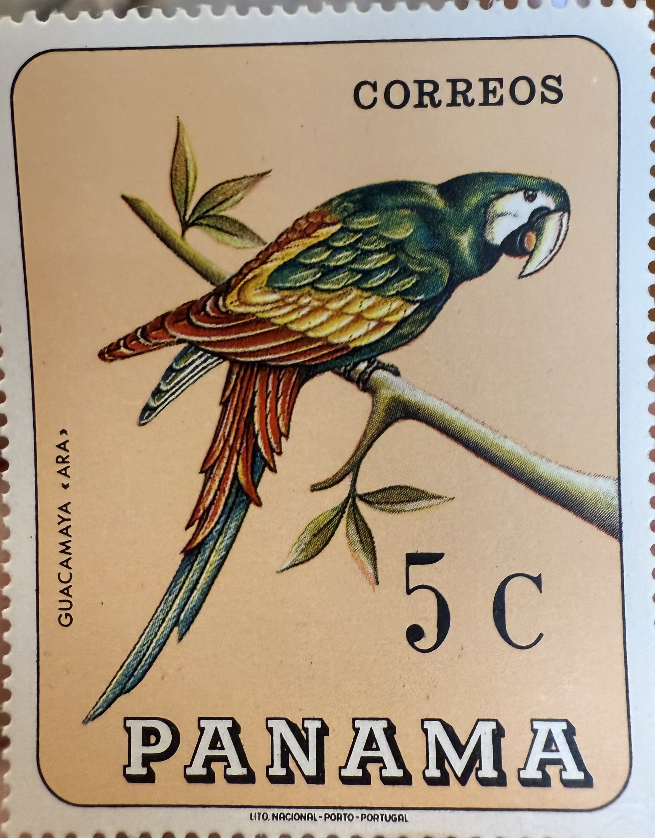 Blue-and-yellow Macaw Panama 