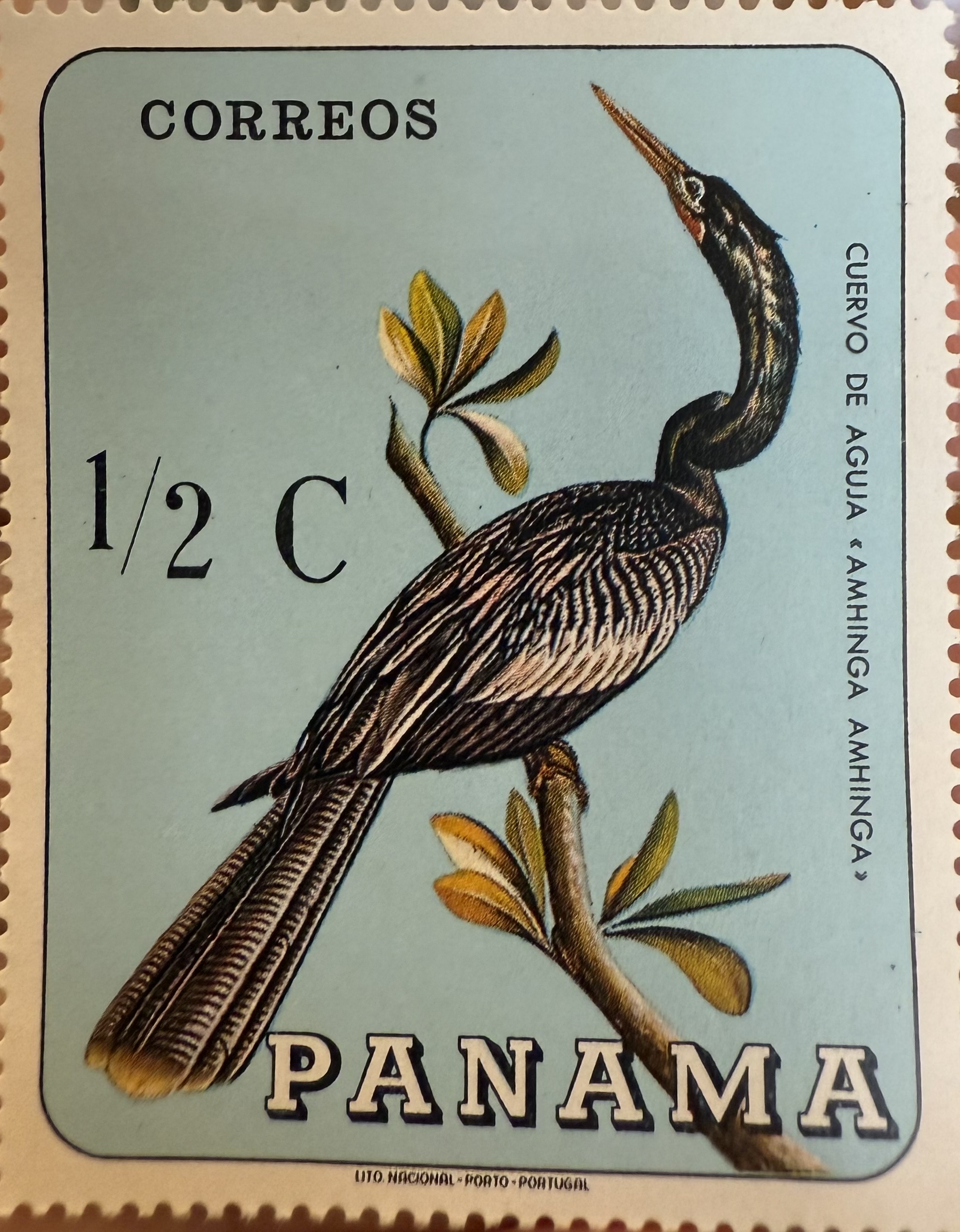 Anhinga Panama