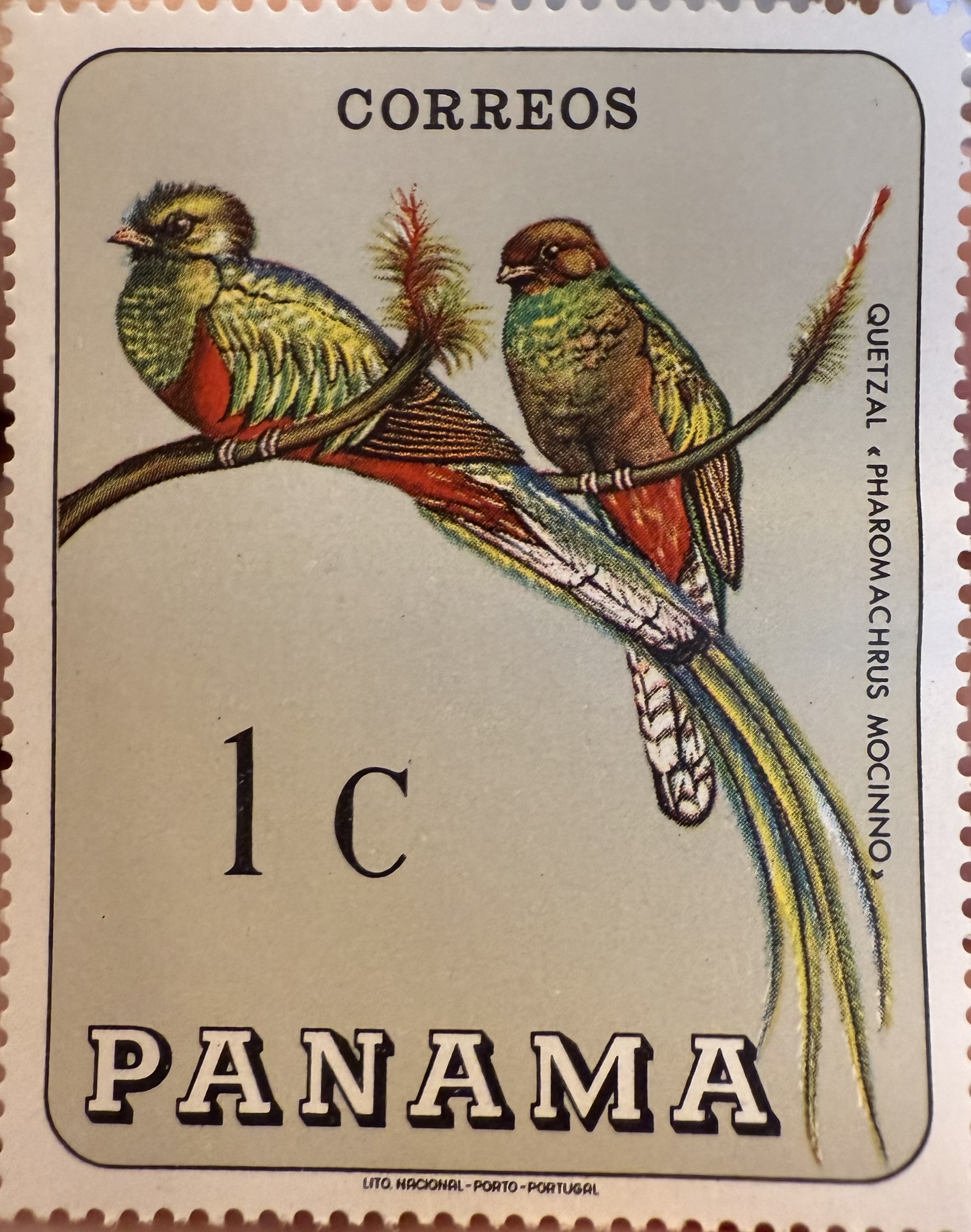 Resplendent Quetzal Panama