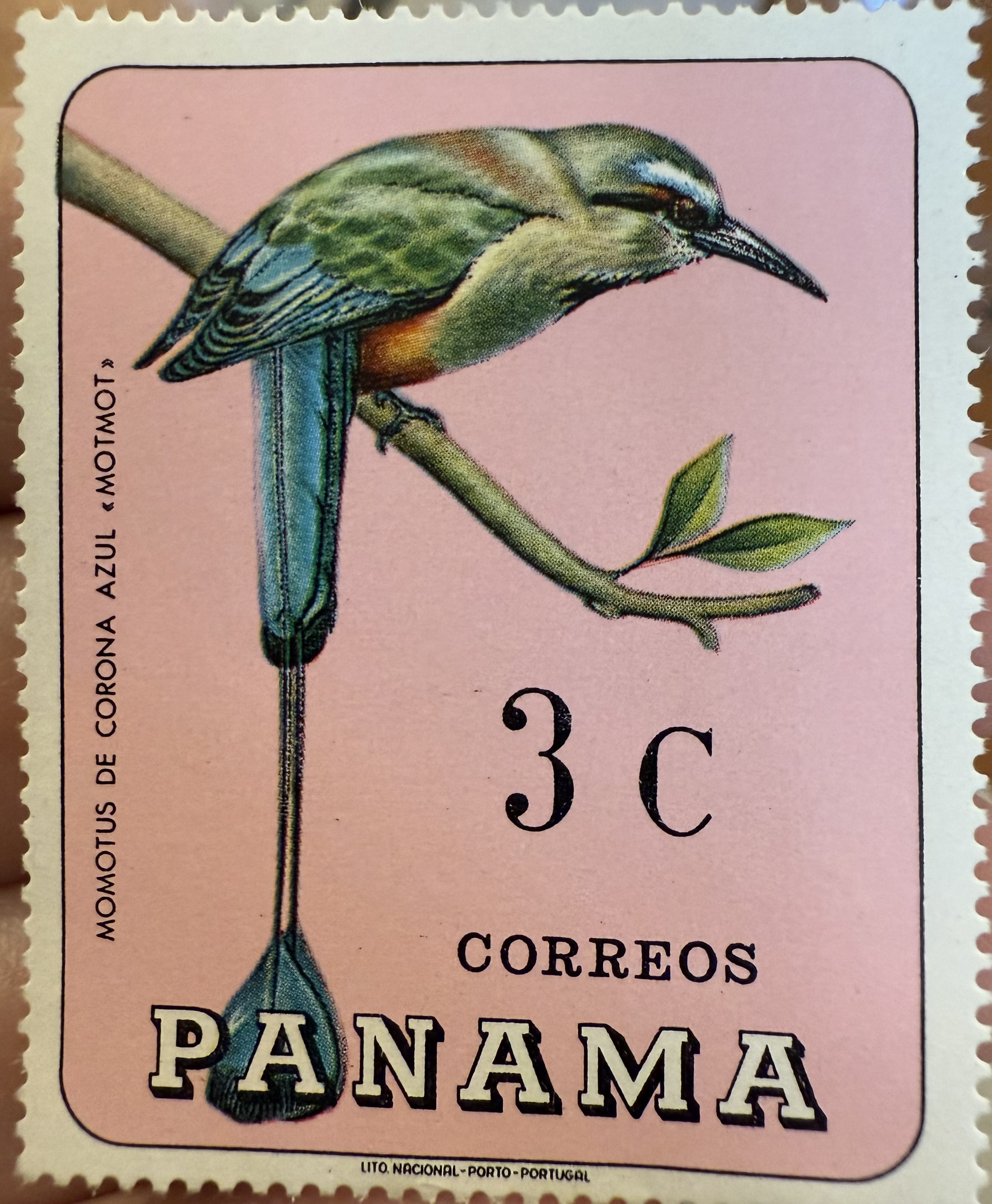 Blue-crowned Motmot Panama