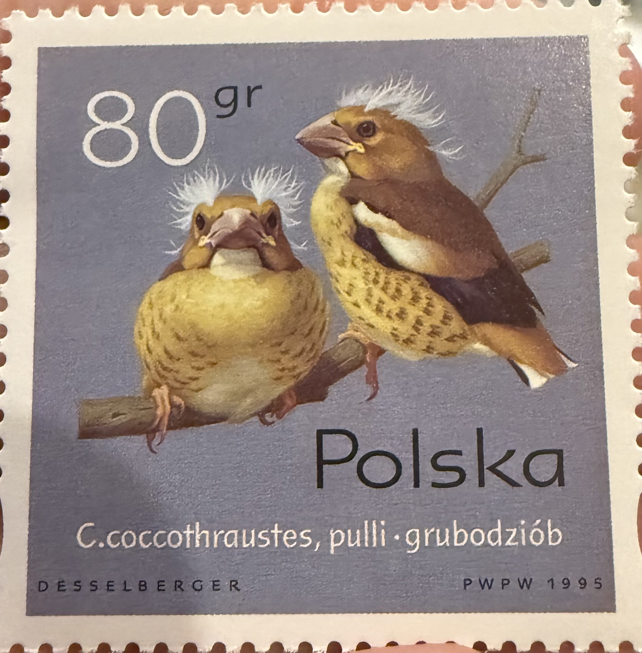 Hawfinch/Coccothraustes coccothraustes, Poland, 1995
