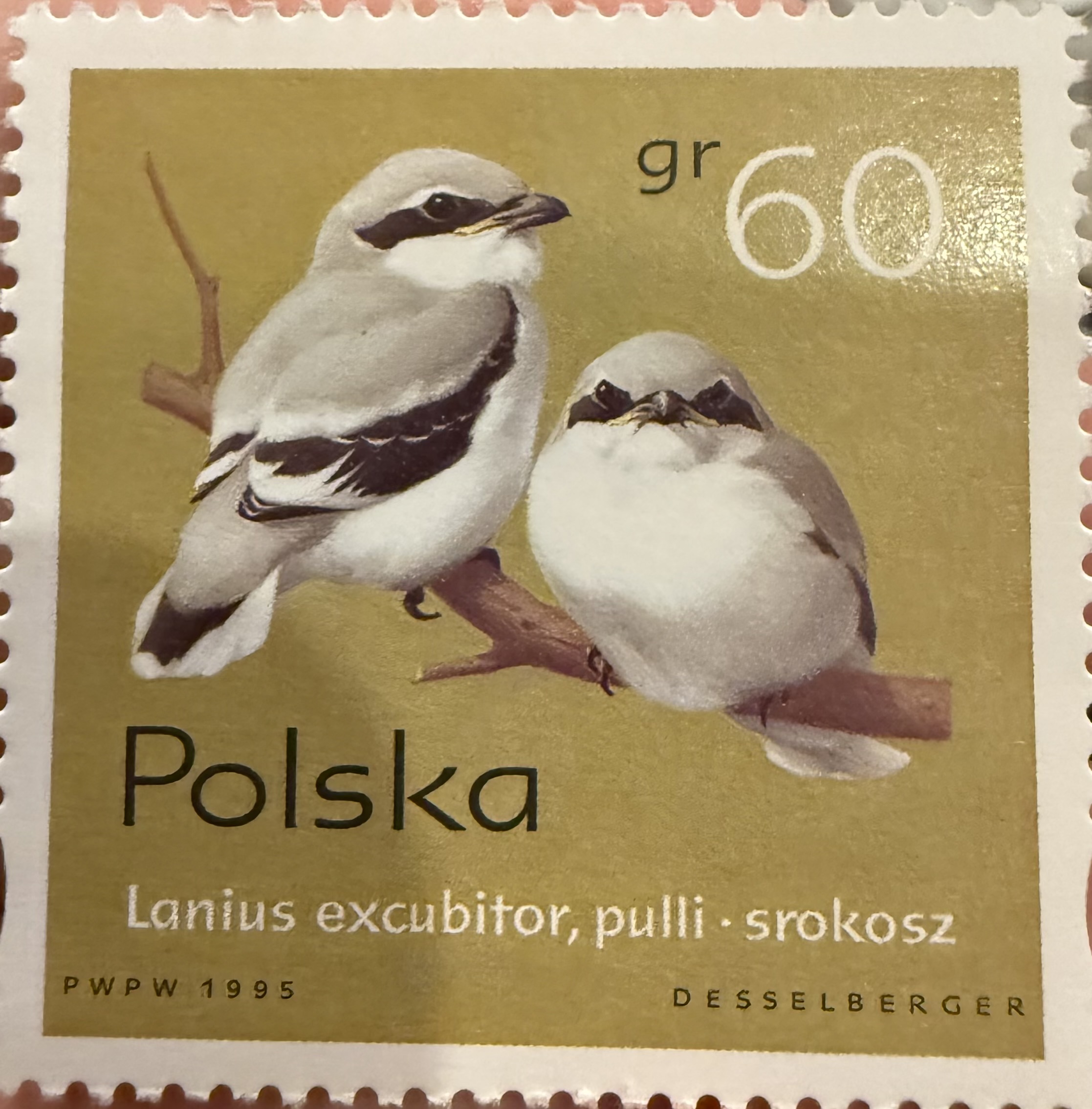 Lanius excubitor, pulli, Poland, 1995