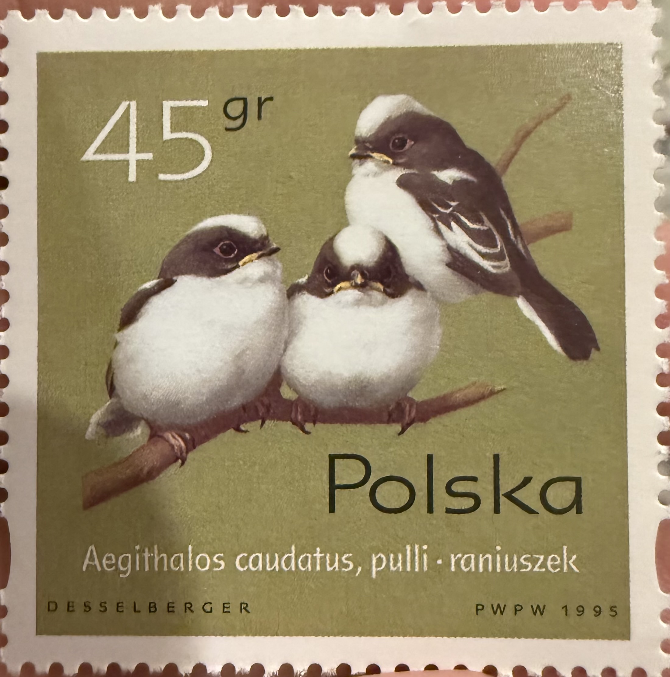 Aegithalos caudatus, pulli, Poland, 1995