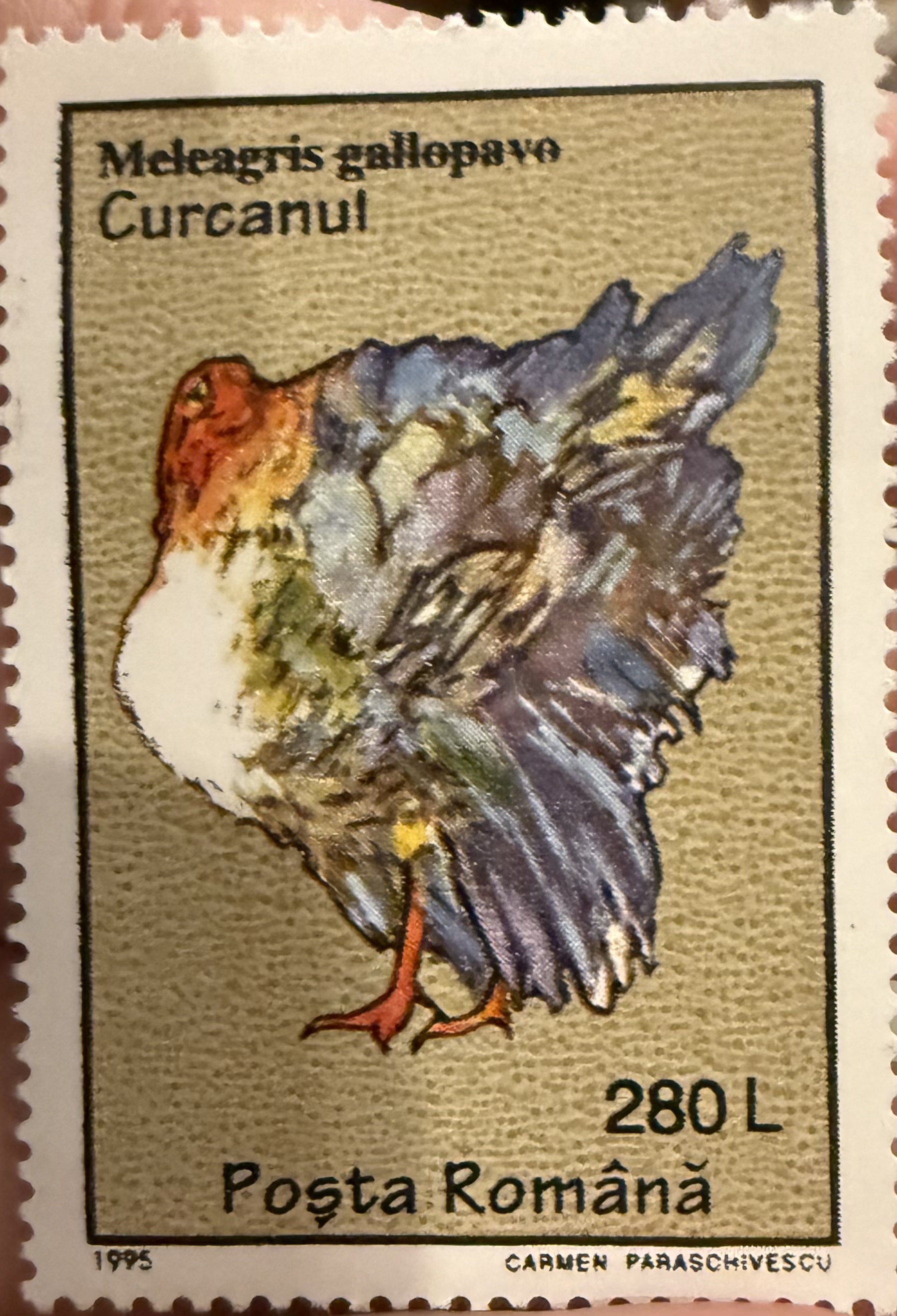 Meleagris gallopavo, Romania, 1995