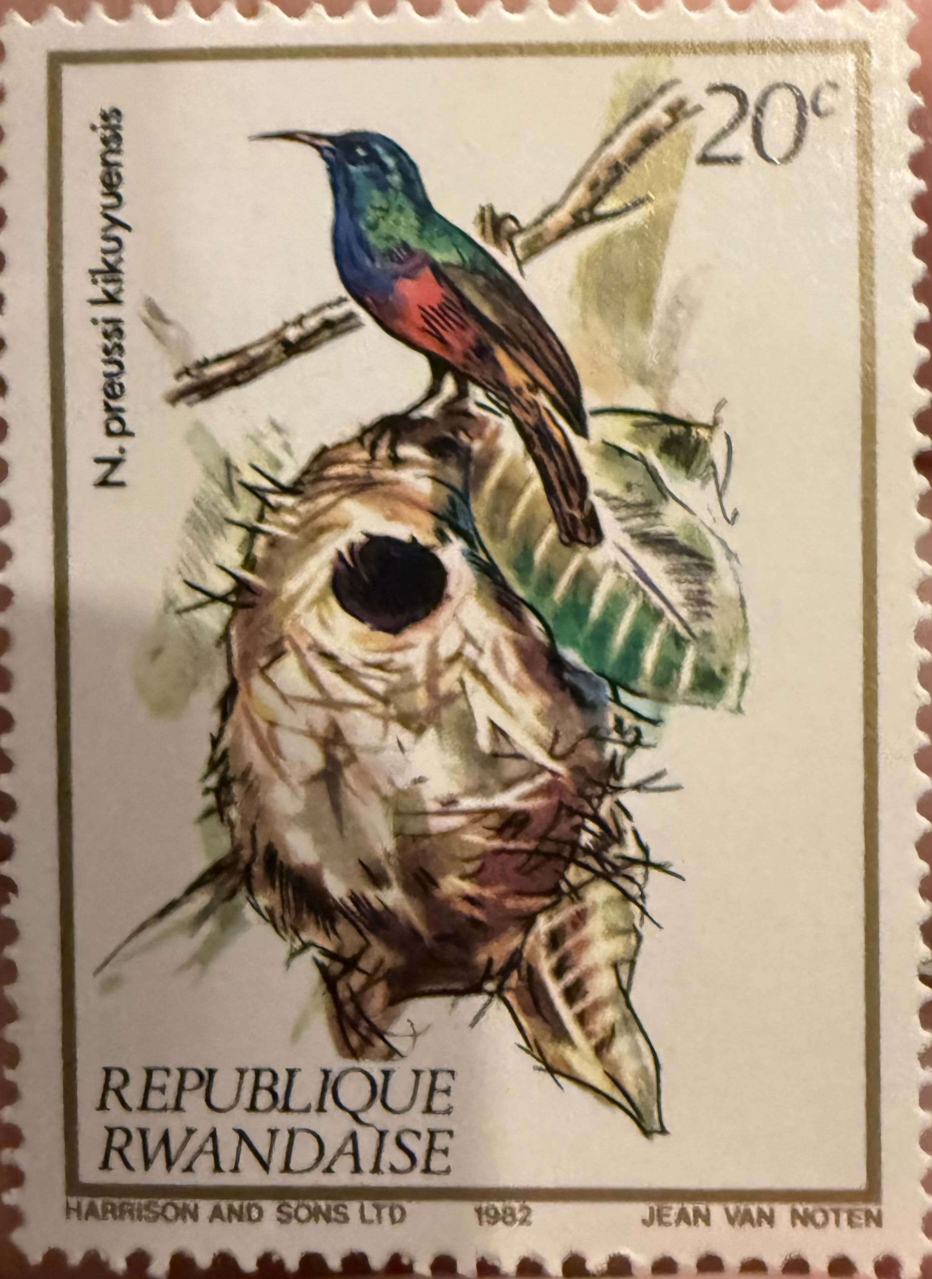 Nectarinia pulchrirostris kikuyensis, Rwanda, 1982