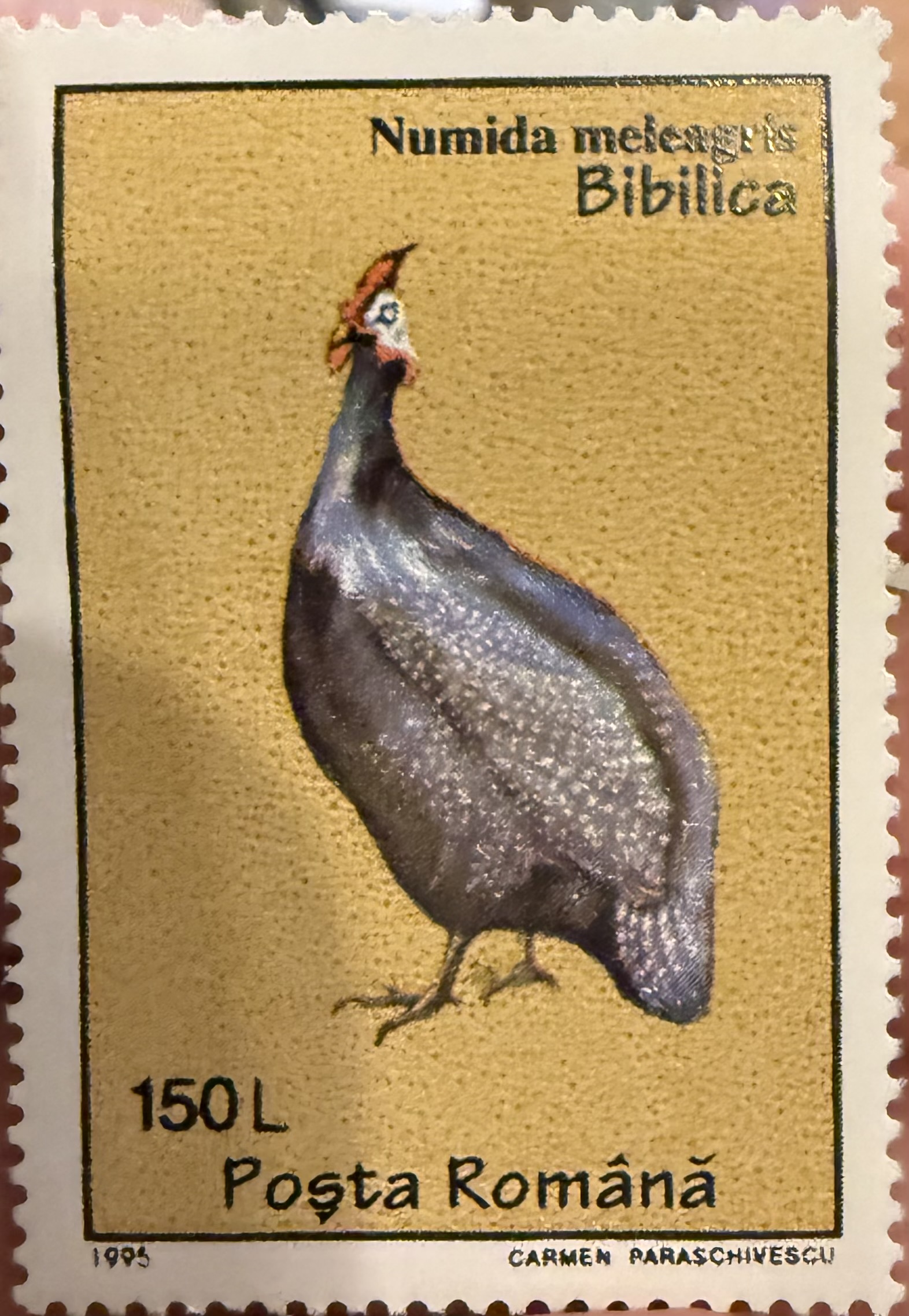 Numida meleagris, Romania, 1995