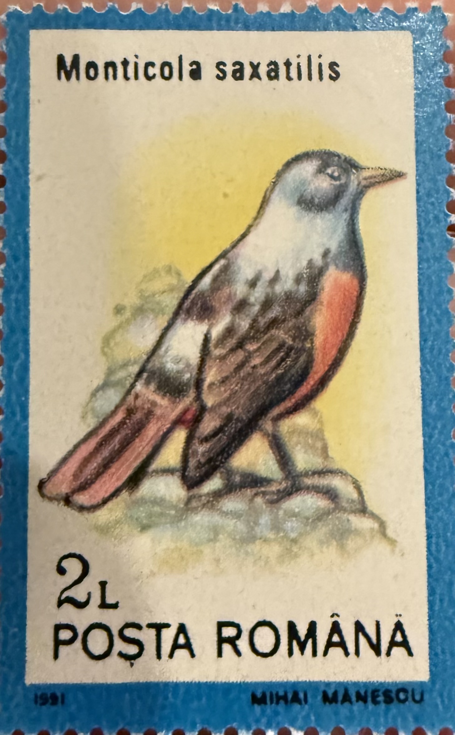 Monticola saxatilis, Romania, 1981