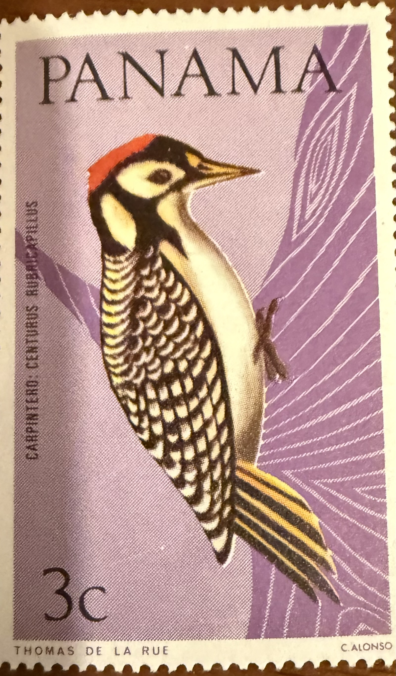 1965 Red Crowned Woodpecker Panama