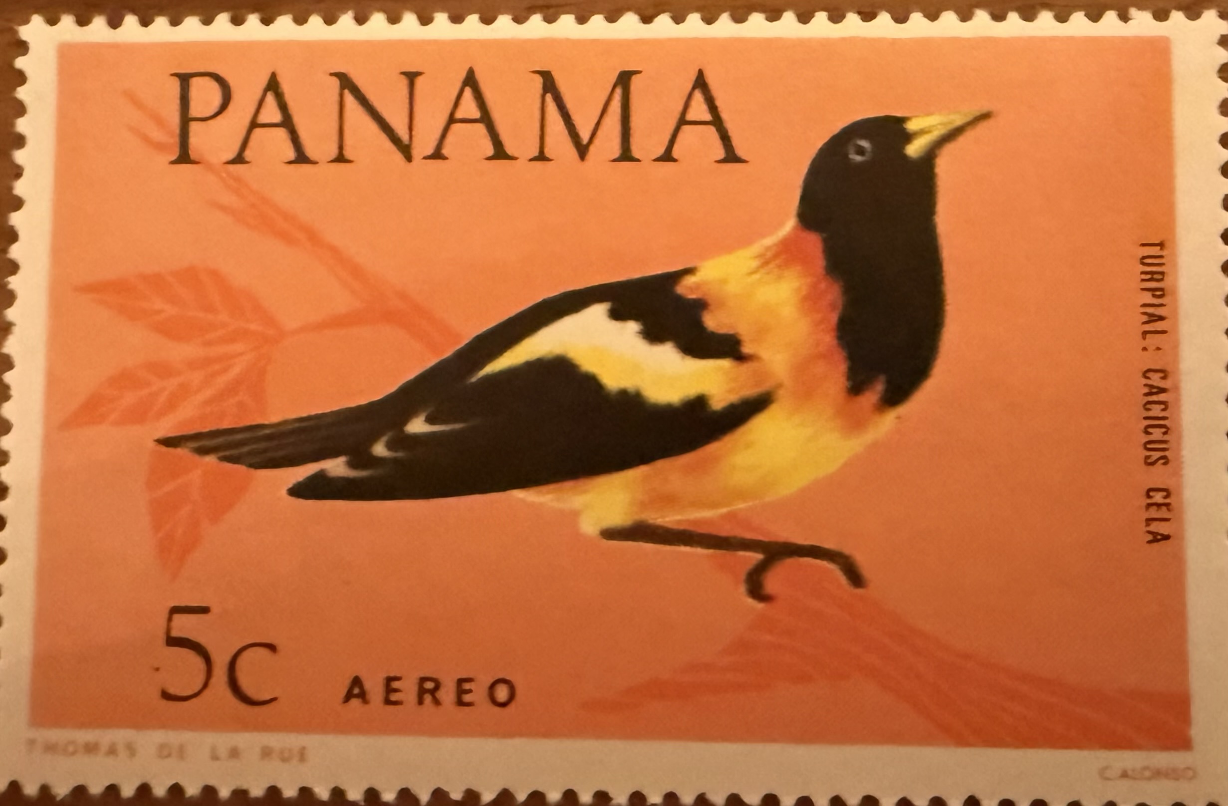 1965 Yellow Rumped Cacique Panama