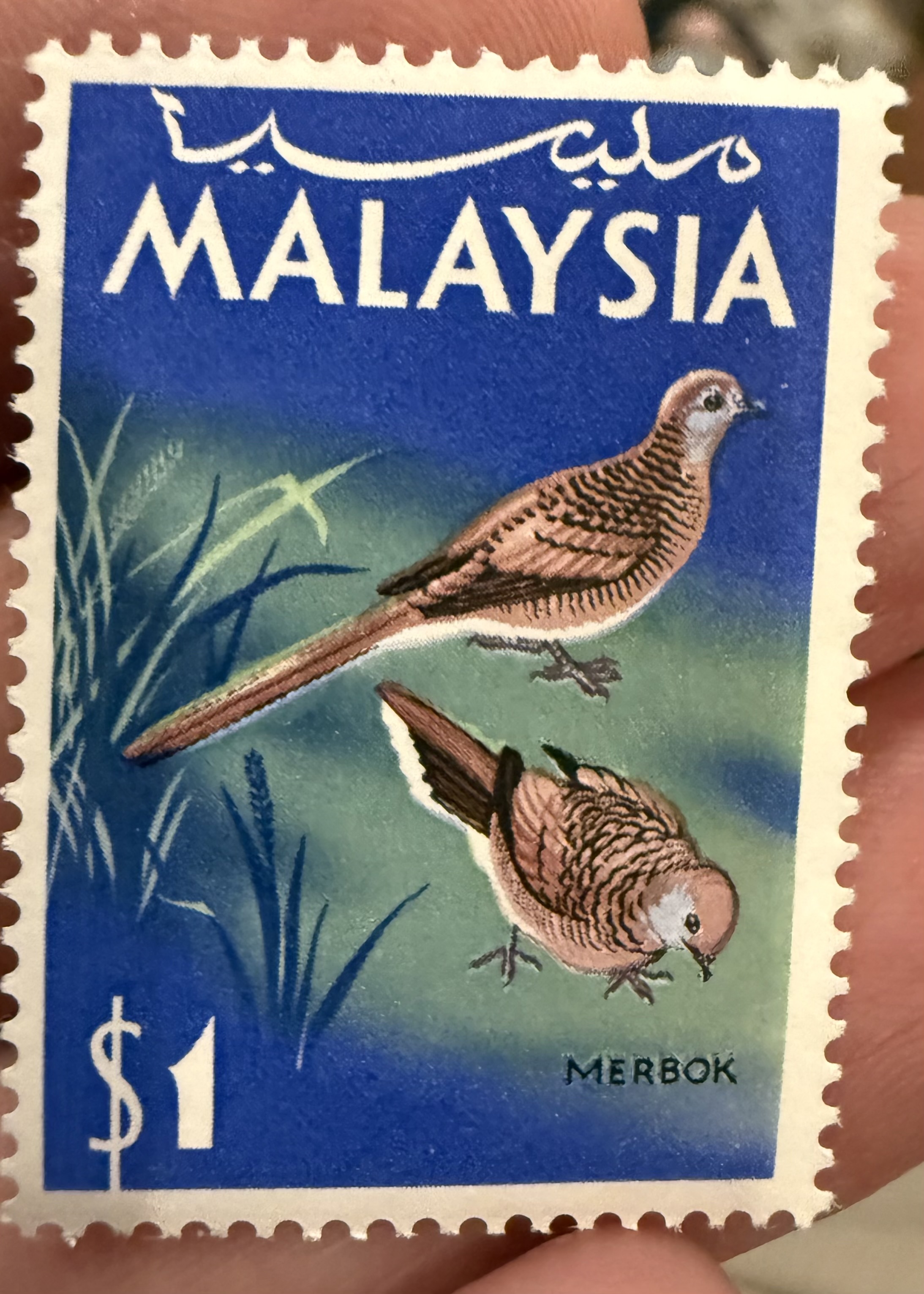 Zebra Dove, Malaysia, 1965