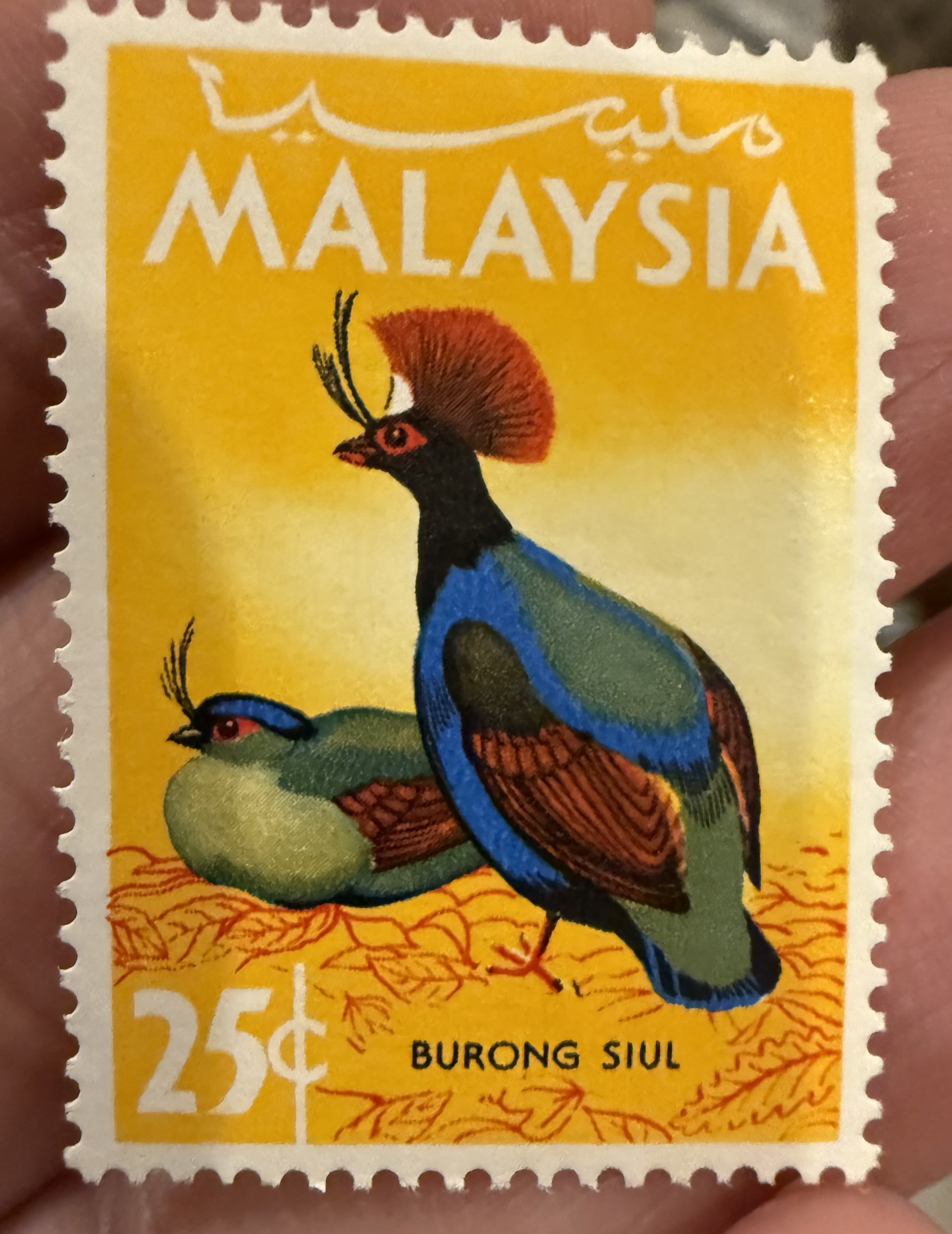 Great Argus Pheasant, Malaysia, 1965
