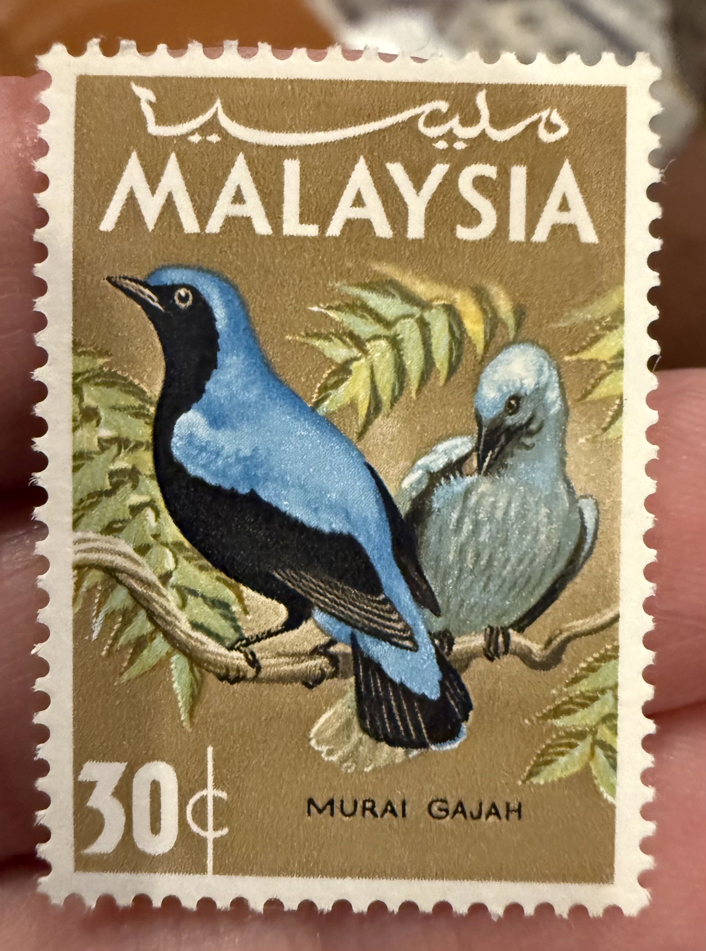 Asian Fairy-bluebird, Malaysia, 1965