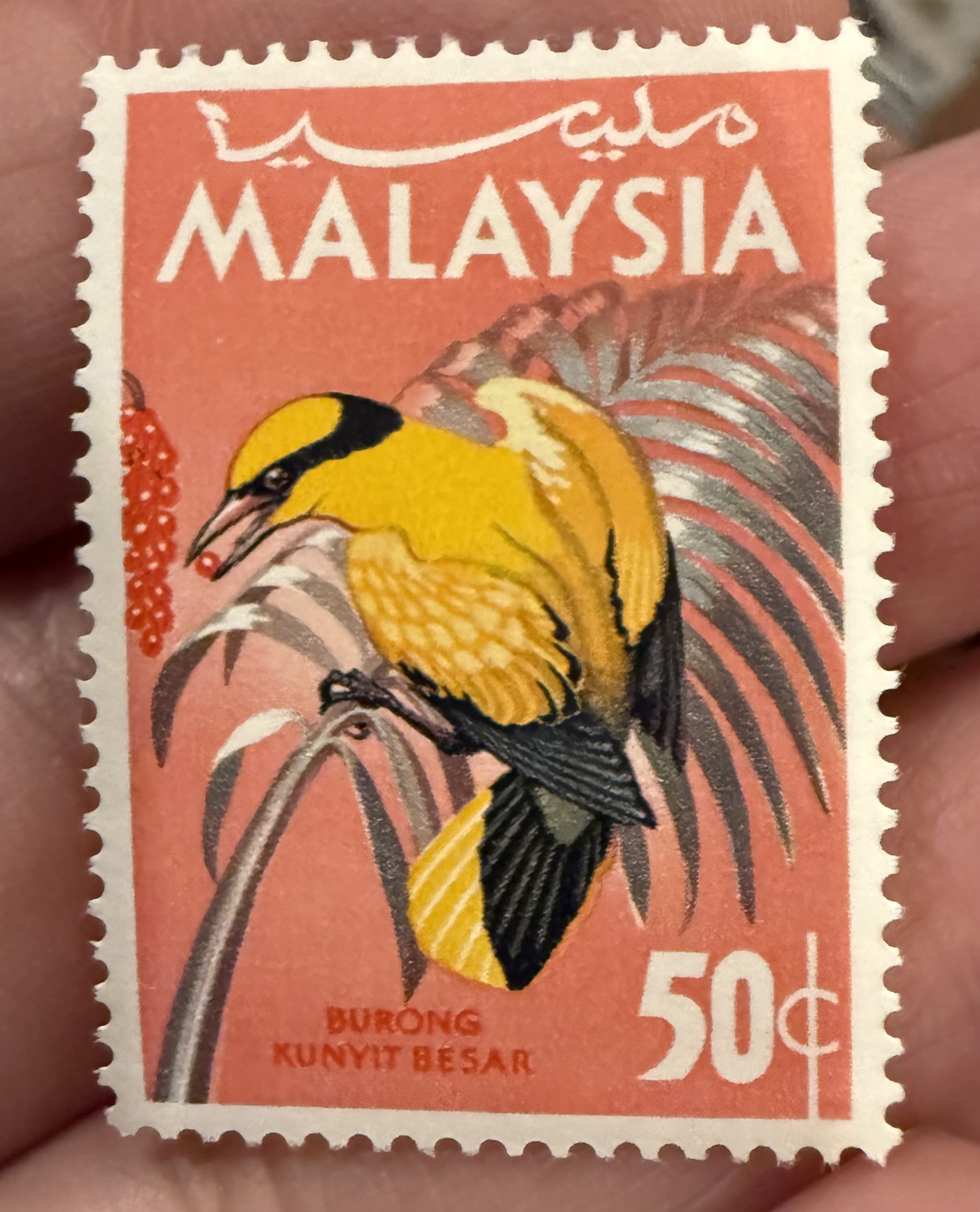 Black-and-yellow Broadbill, Malaysia, 1965