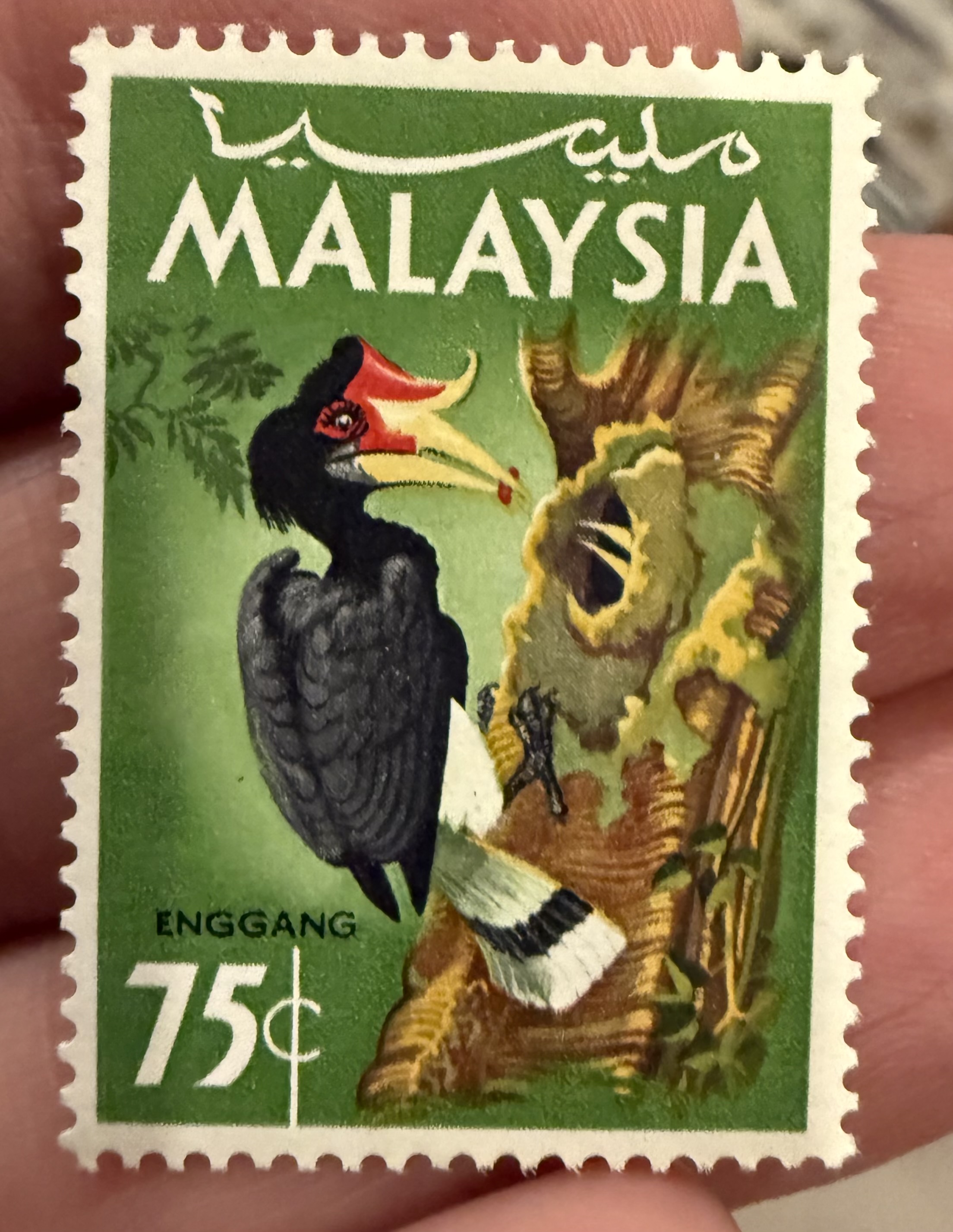 Rhinoceros Hornbill, Malaysia, 1965