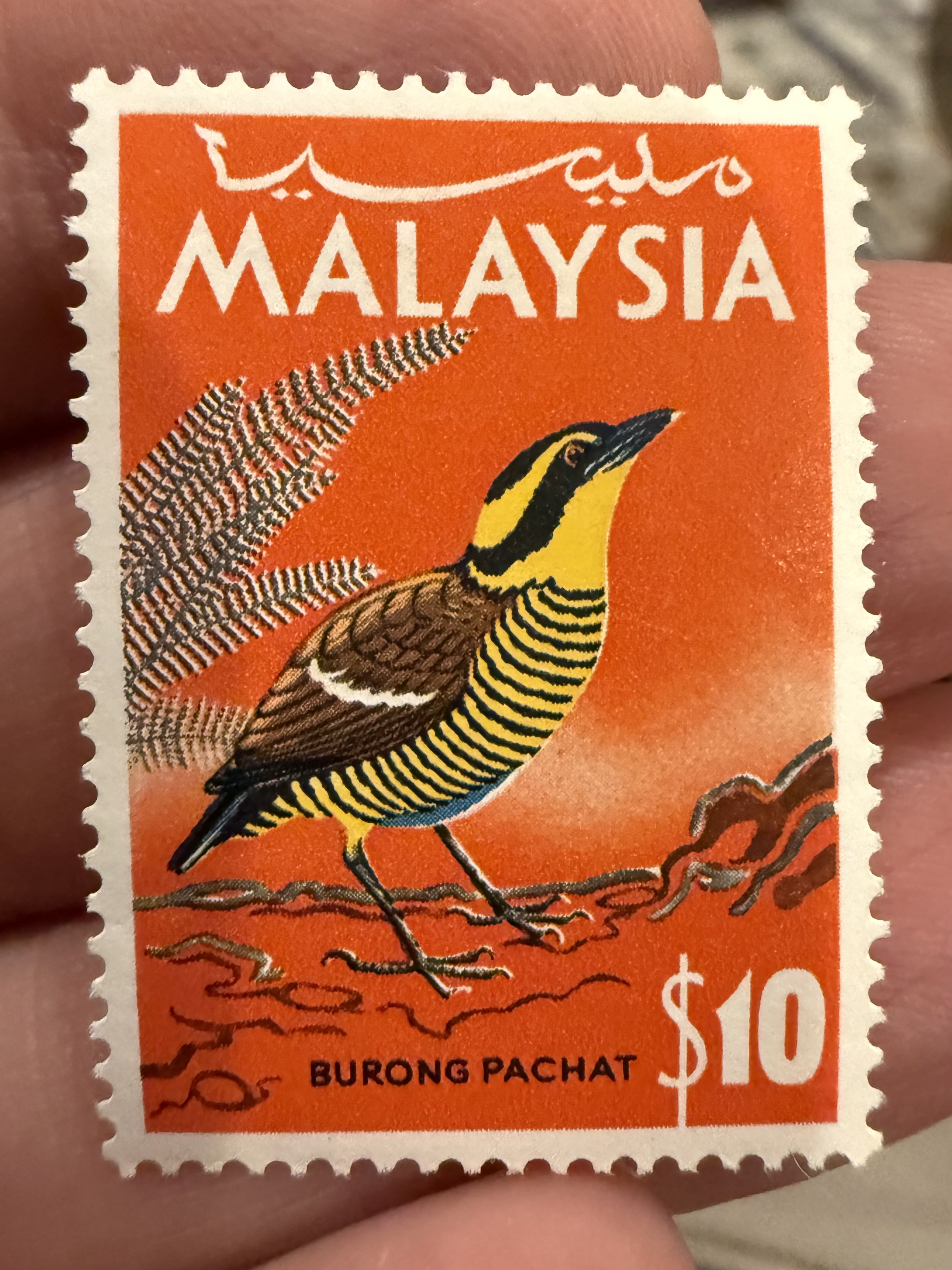 Blue-winged Pitta, Malaysia, 1965