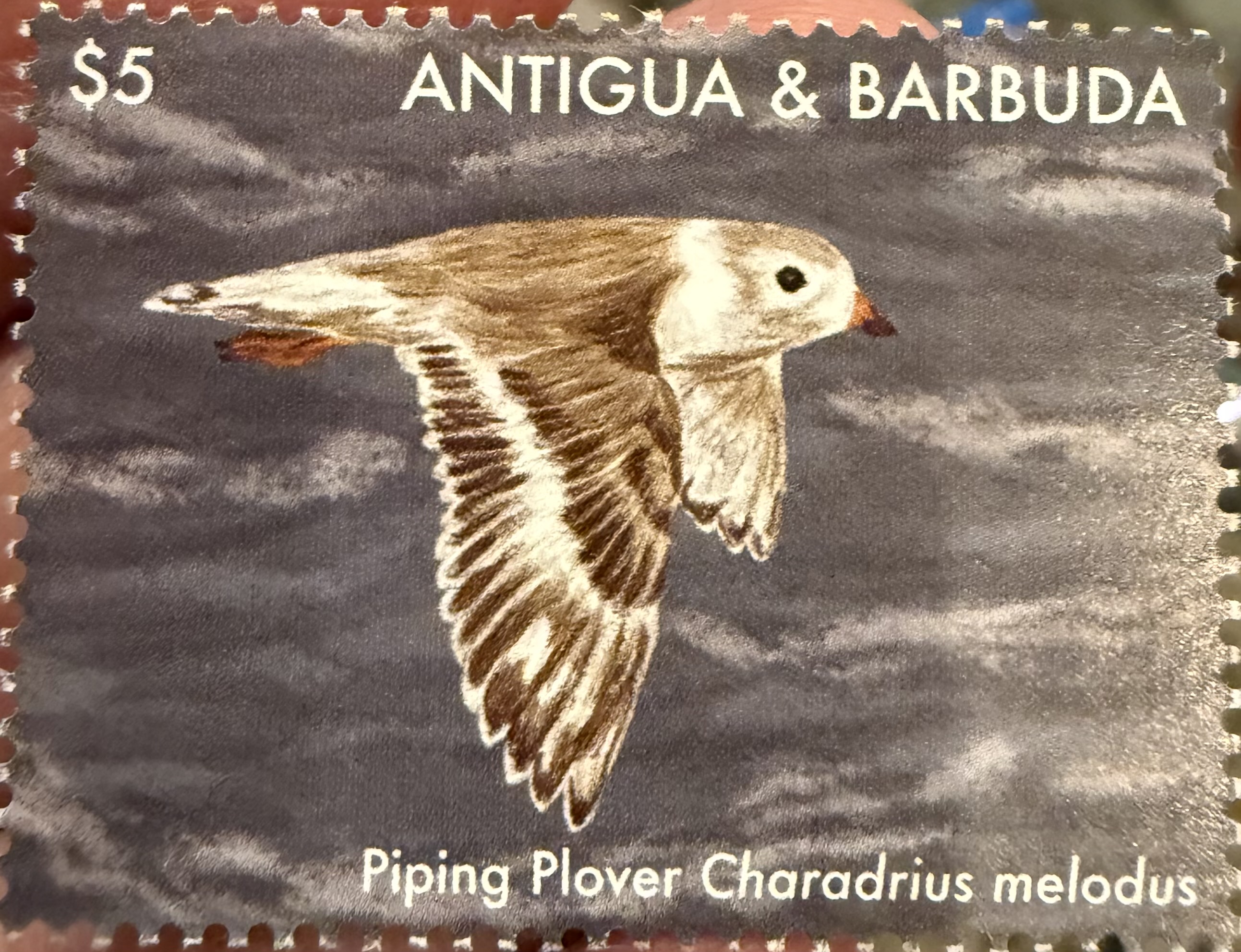 Piping Plover, Antigua & Barbuda, 2017