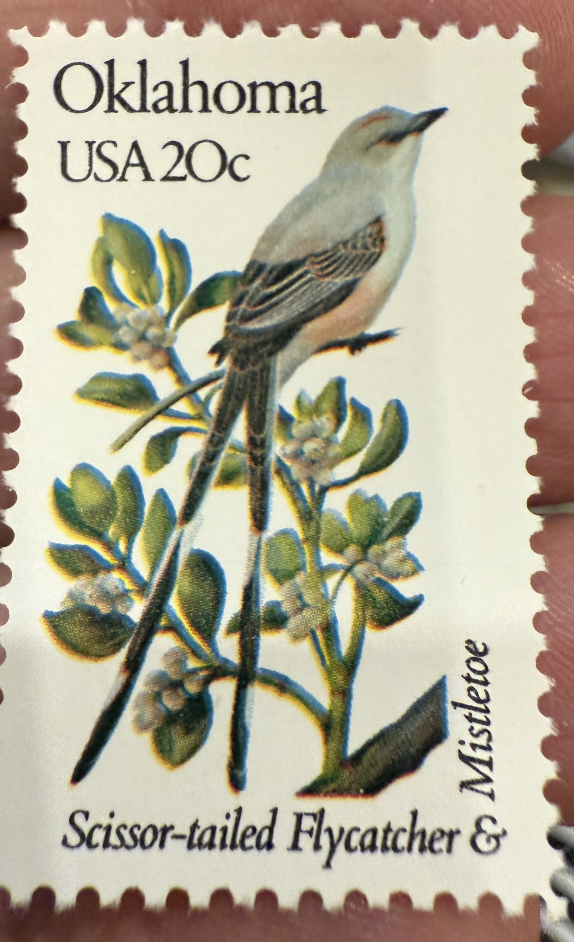 Scissor-tailed Flycatcher, United States (Oklahoma), 1982
