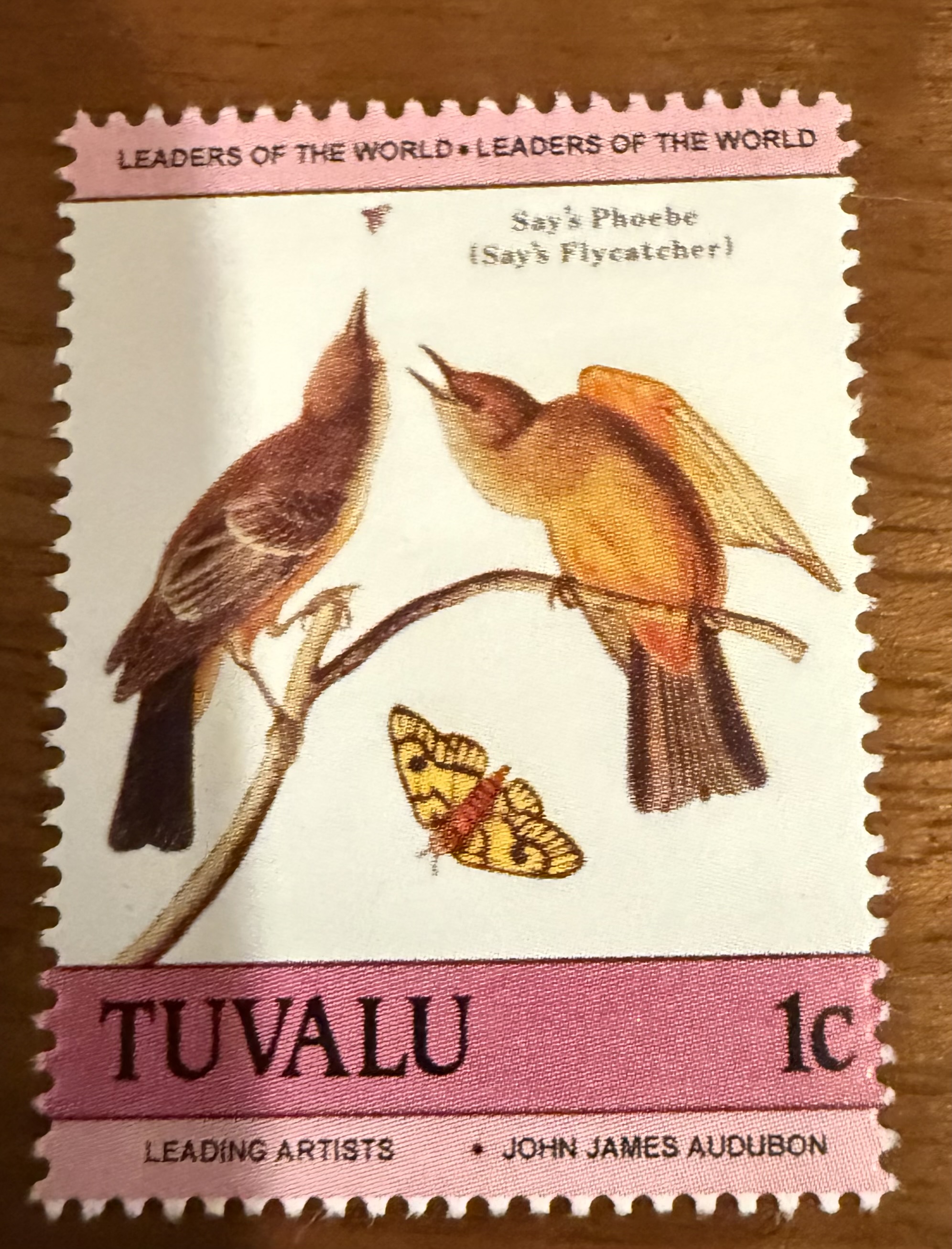 Say’s Phoebe, Tuvalu, 1986