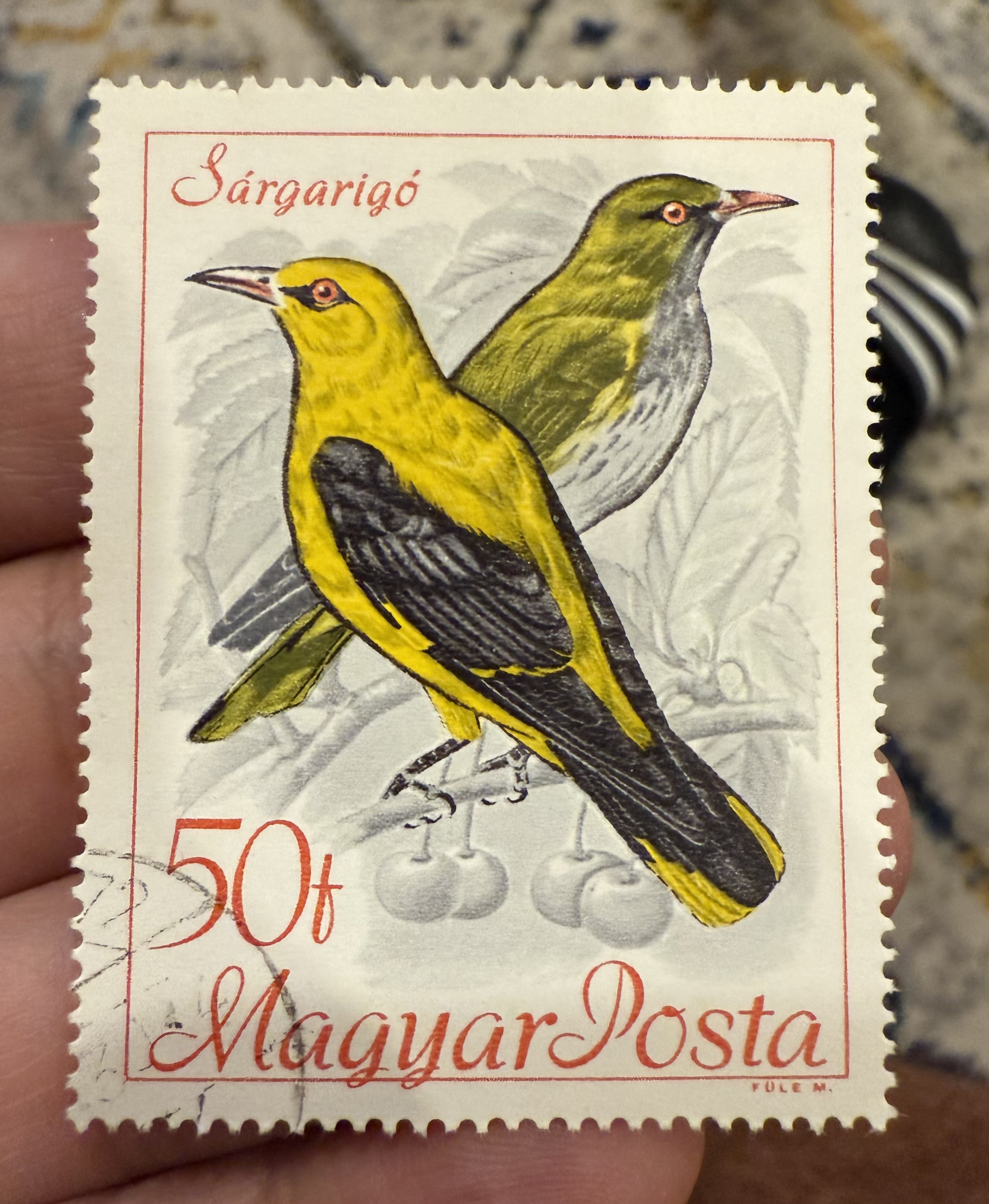Eurasian Golden Oriole, Hungary, 1963