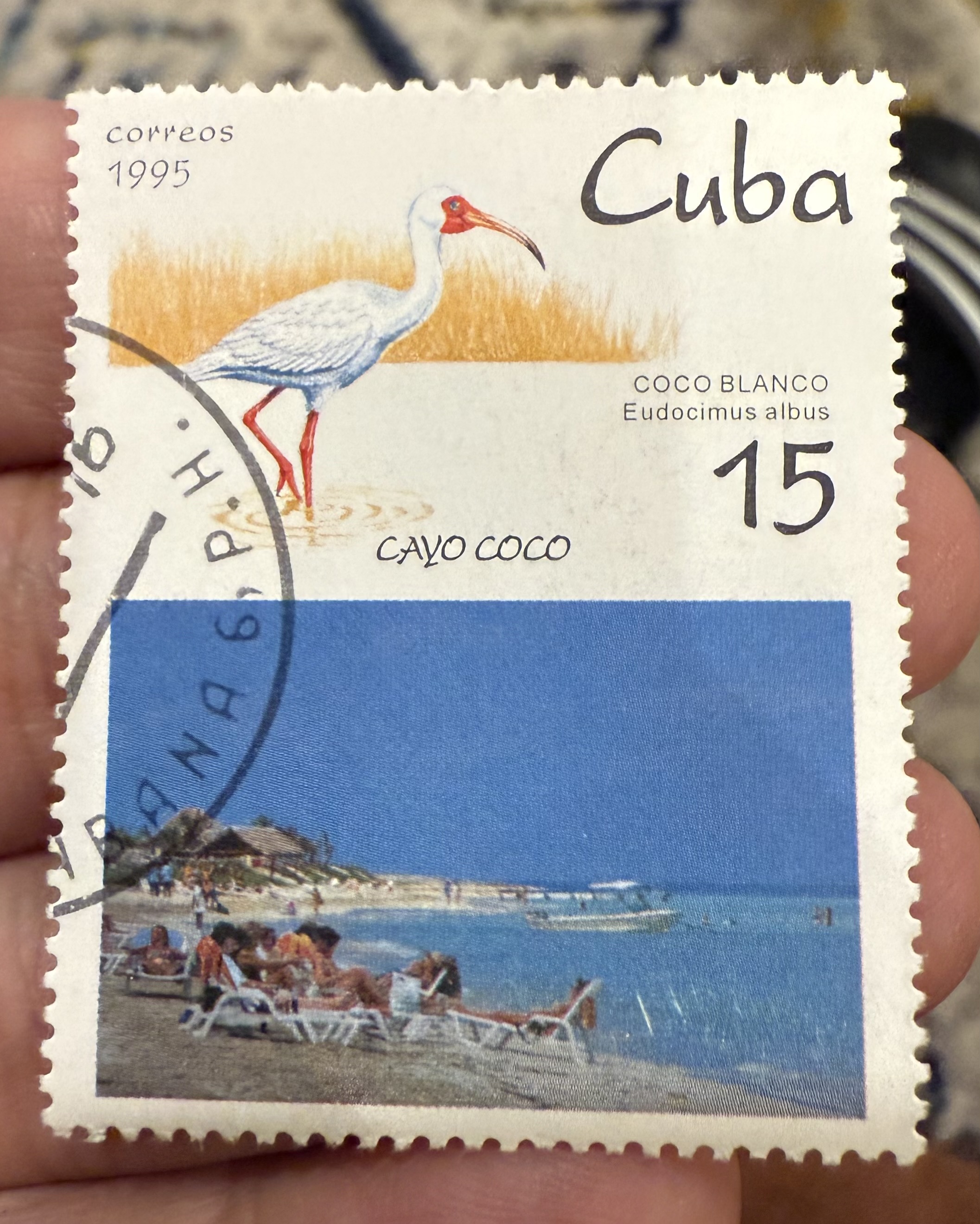 White Ibis, Cuba, 1995