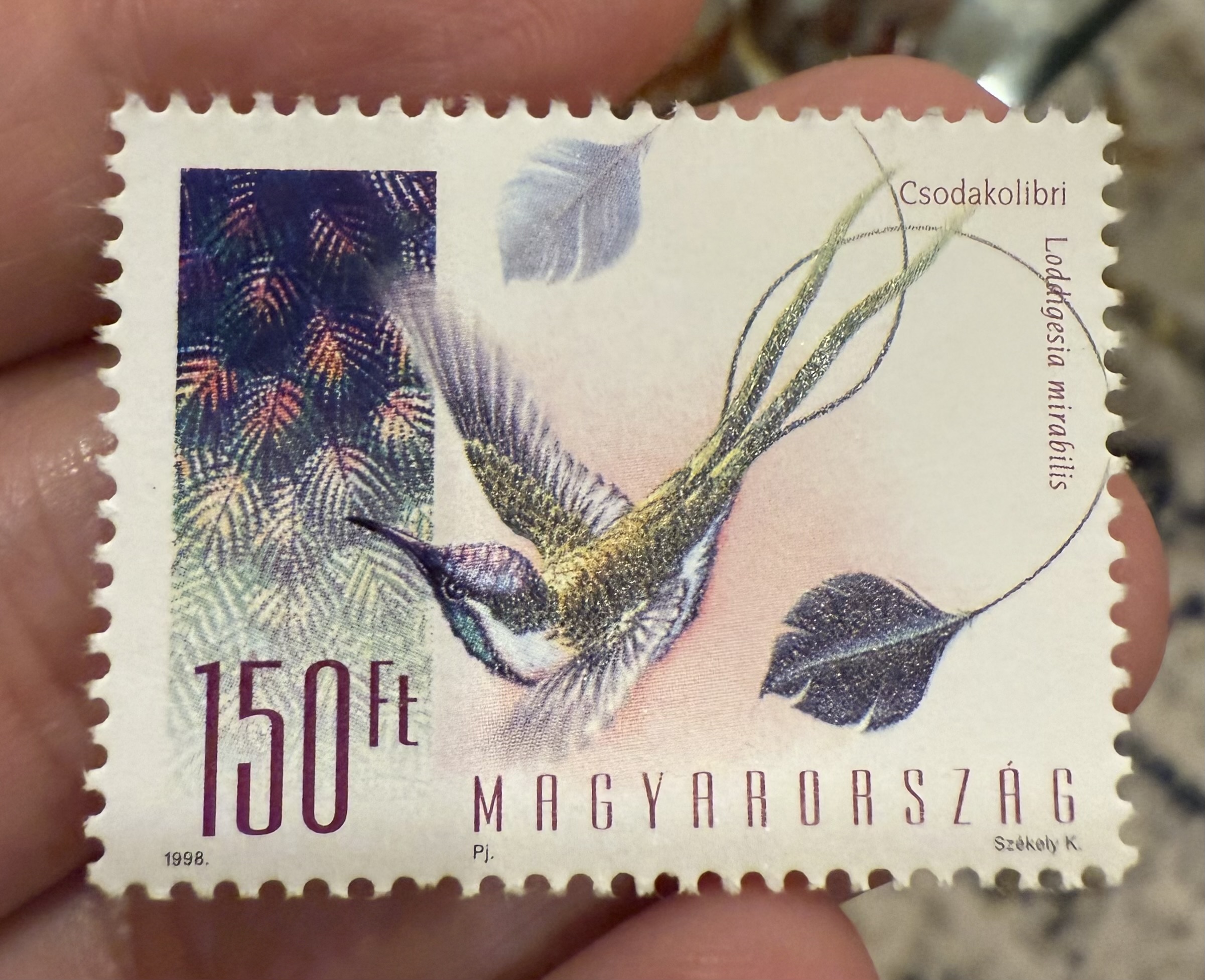 Marvelous Spatuletail, Hungary, 1998