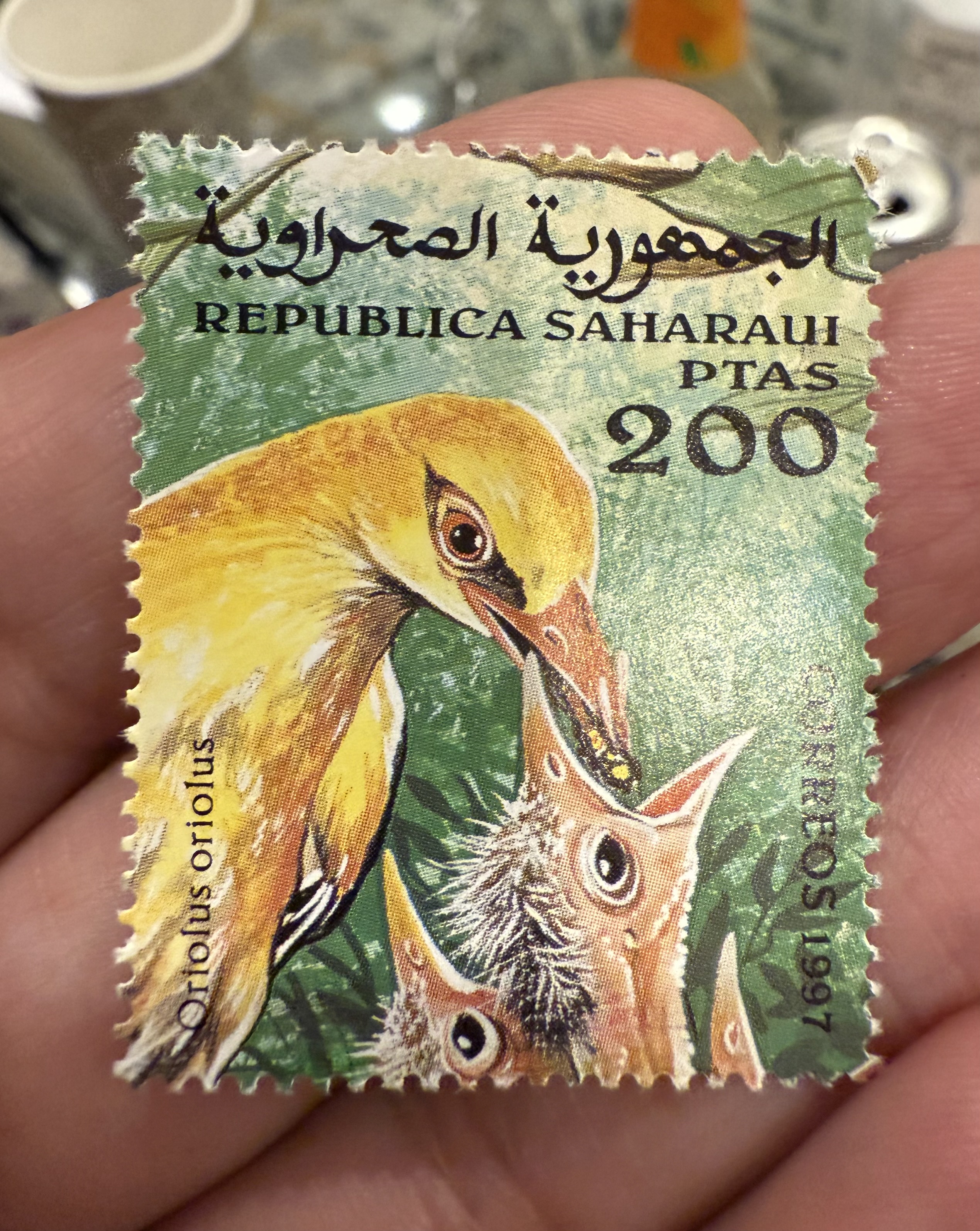 Eurasian Golden Oriole, Sahrawi Arab Democratic Republic (Western Sahara), 1997