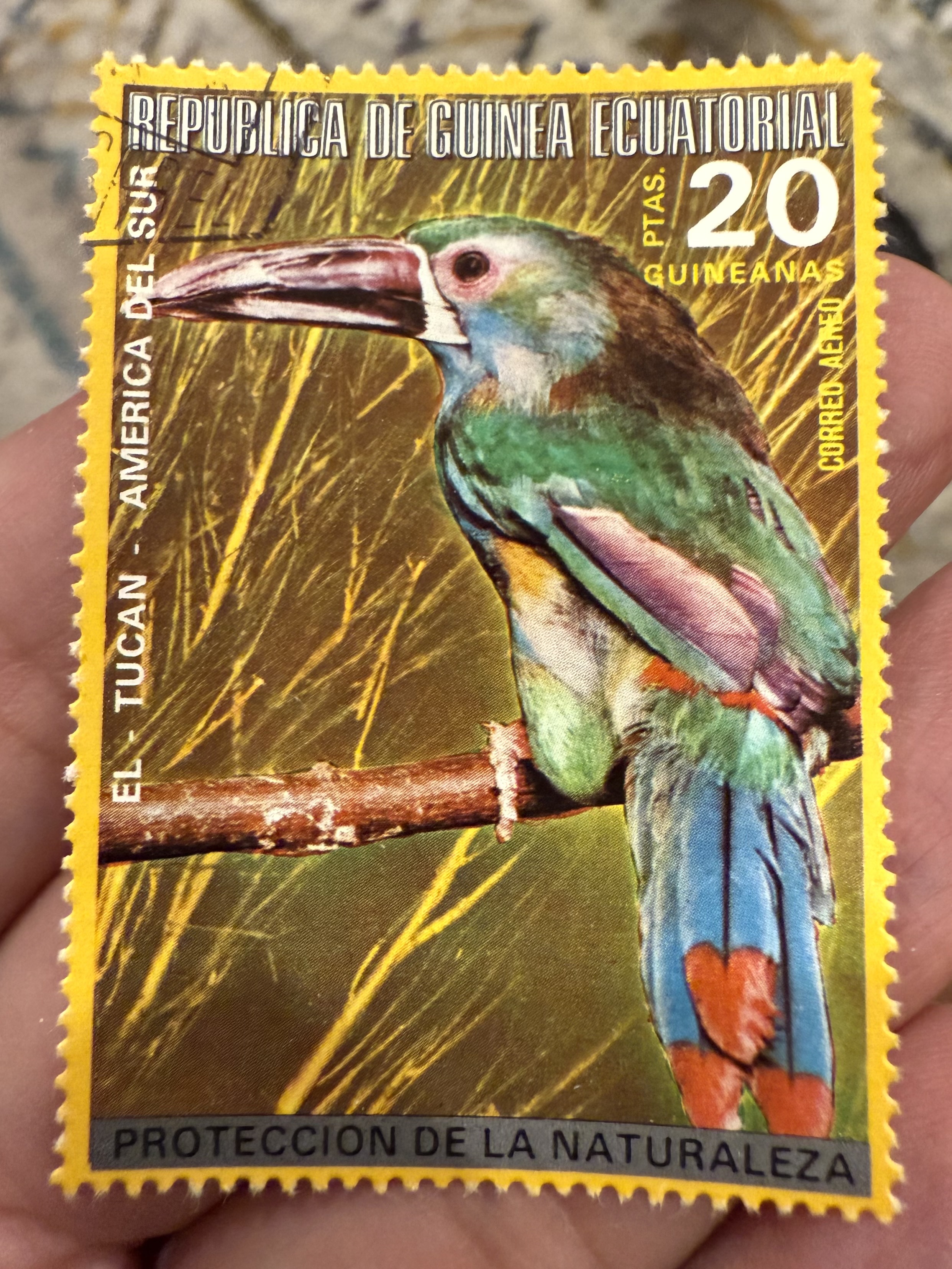 Green-billed Toucan, Equatorial Guinea, 1976
