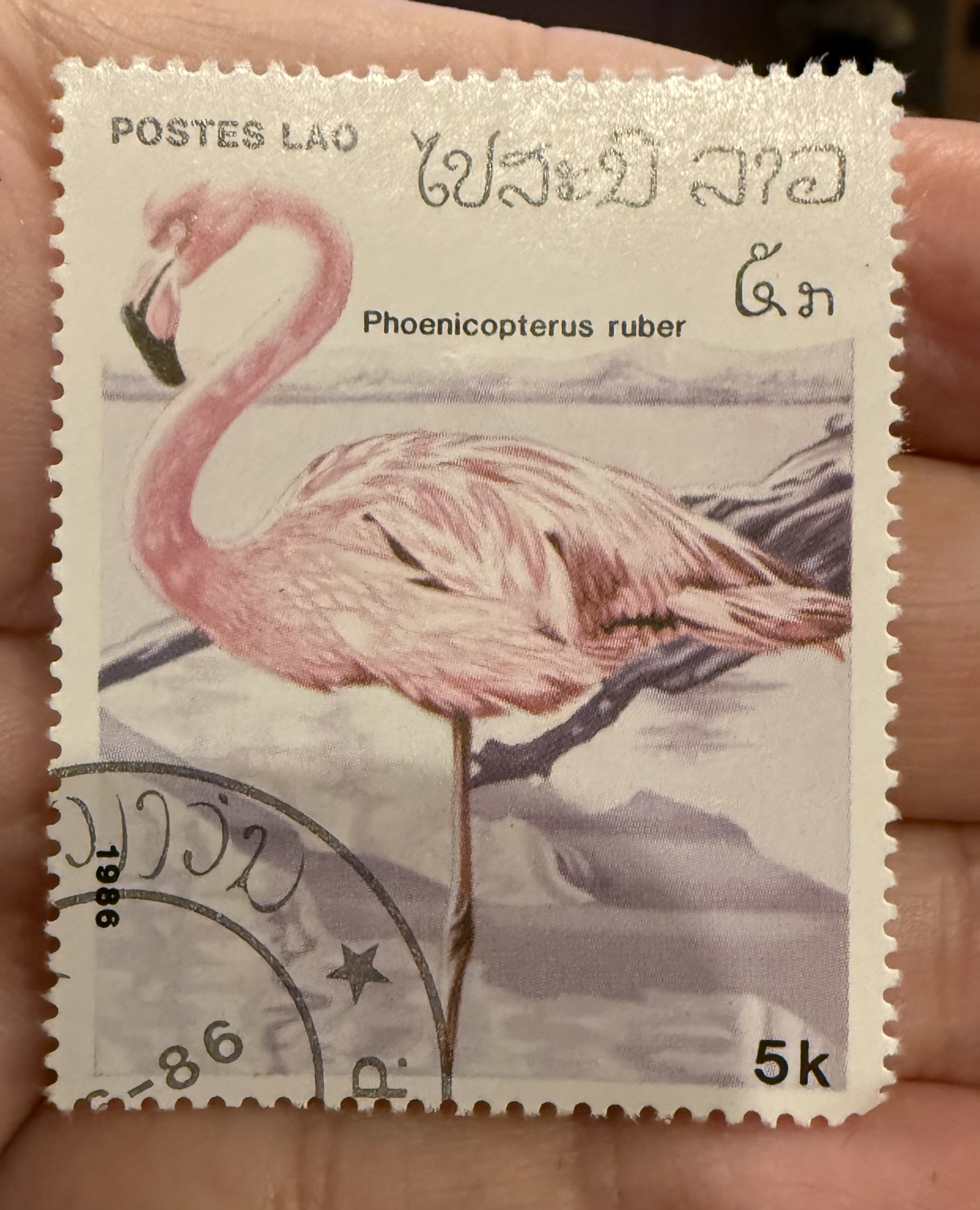 American Flamingo, Laos, 1986