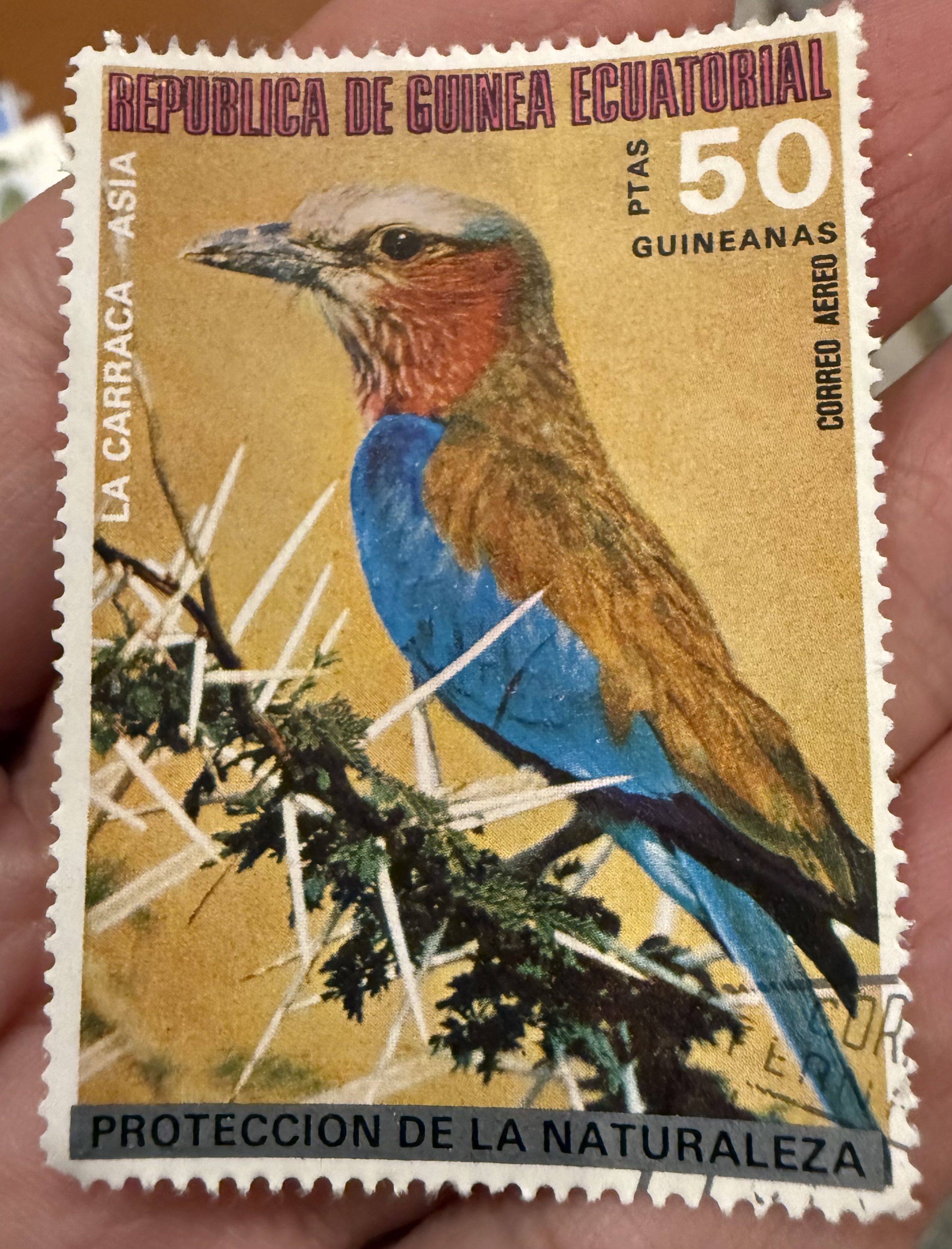 European Roller, Equatorial Guinea, 1976