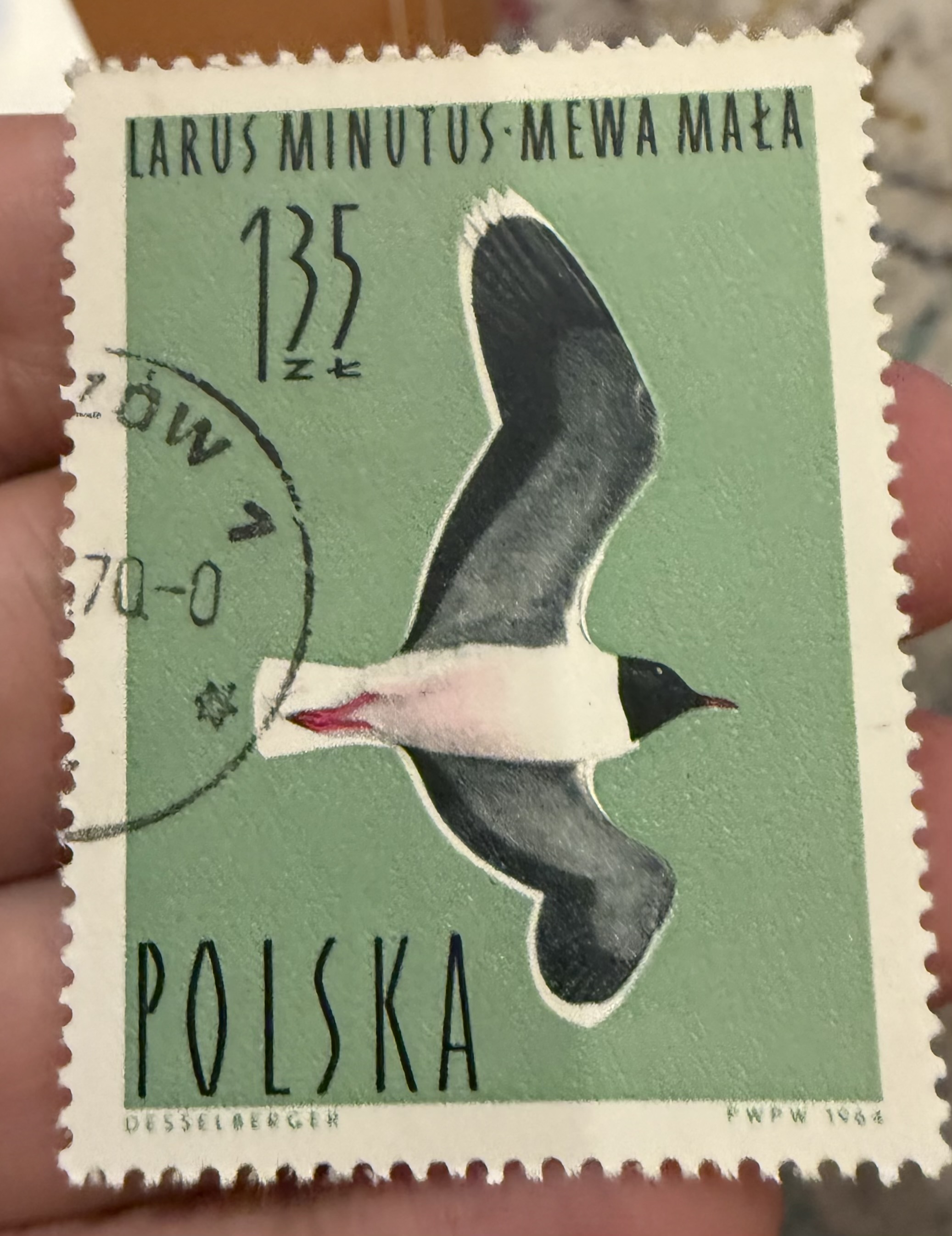Little Gull, Poland, 1958