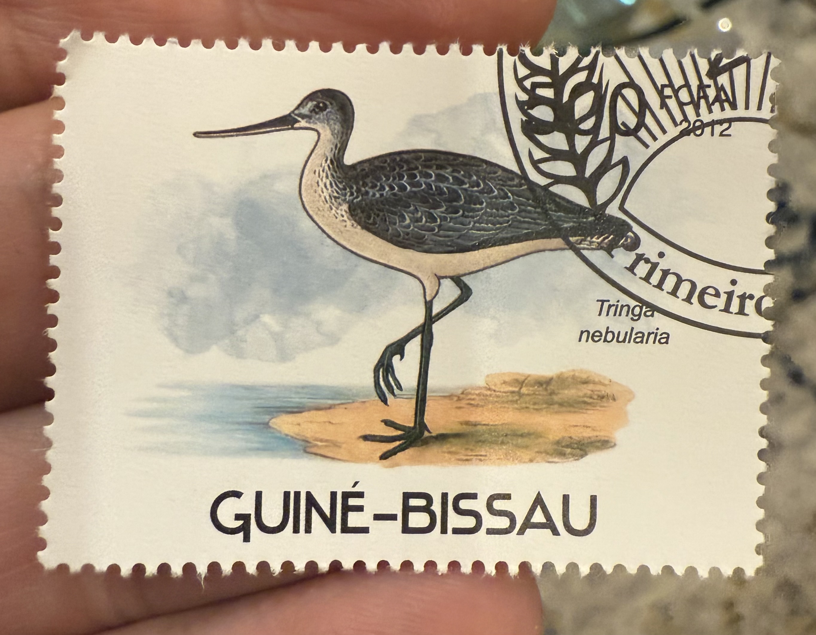 Common Greenshank, Guinea-Bissau, 1988