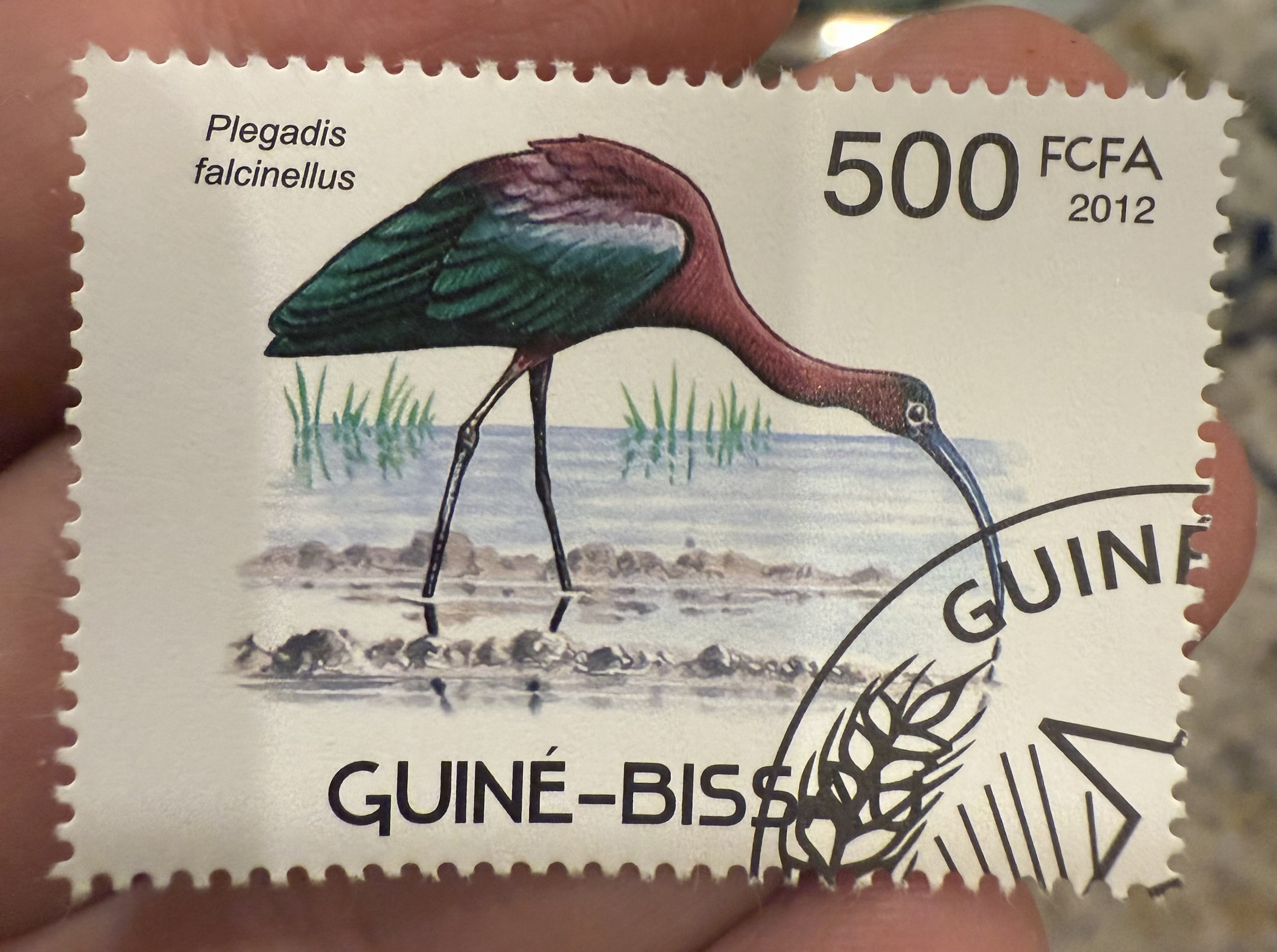 Glossy Ibis, Guinea-Bissau, 2012