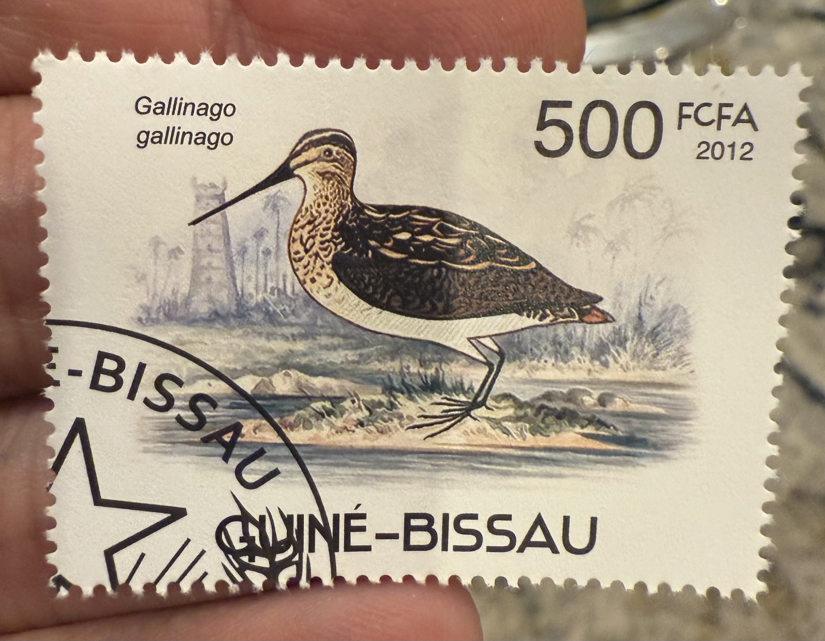 Common Snipe, Guinea-Bissau, 2012