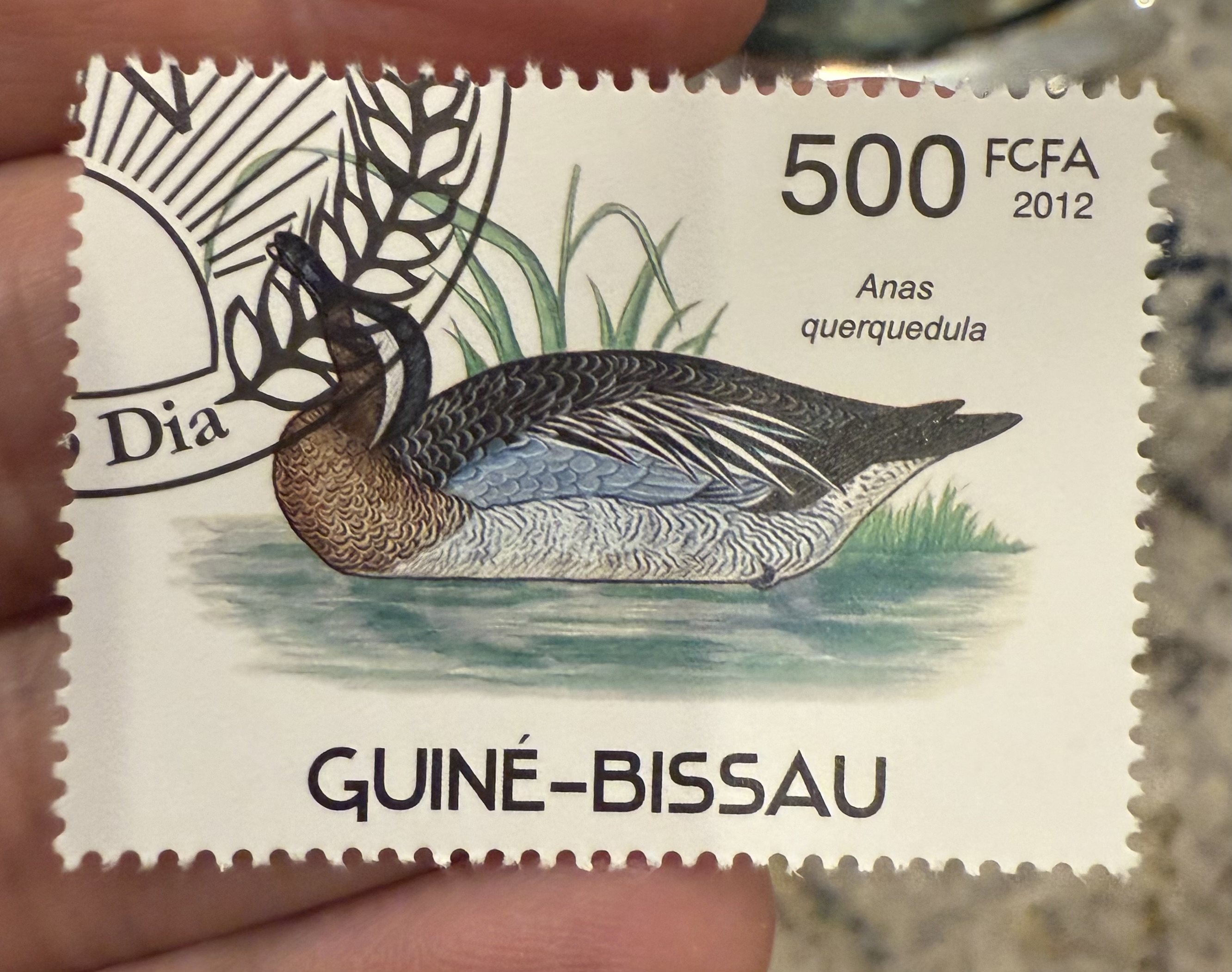 Garganey, Guinea-Bissau, 2012