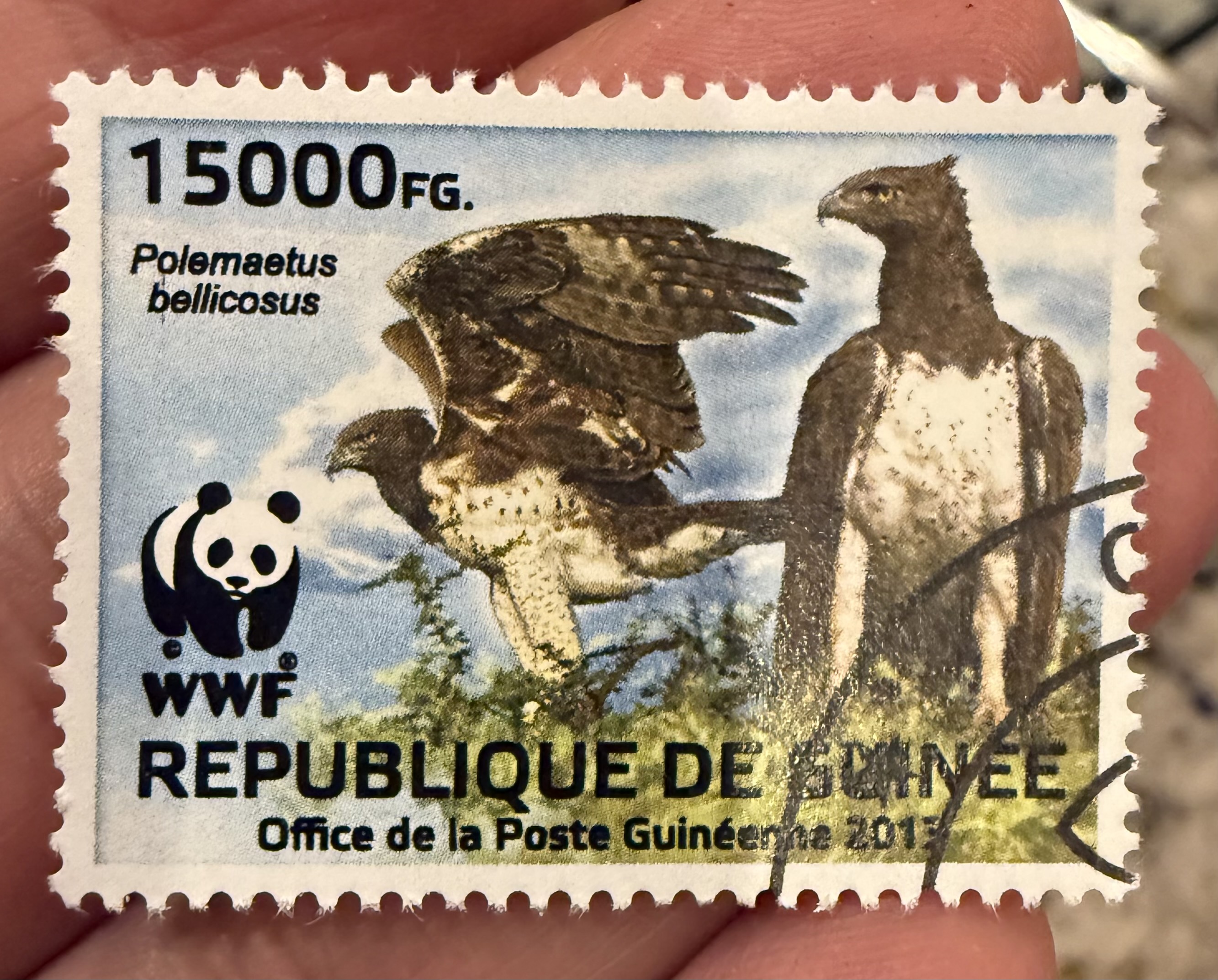 Martial Eagle, Guinea, 2012