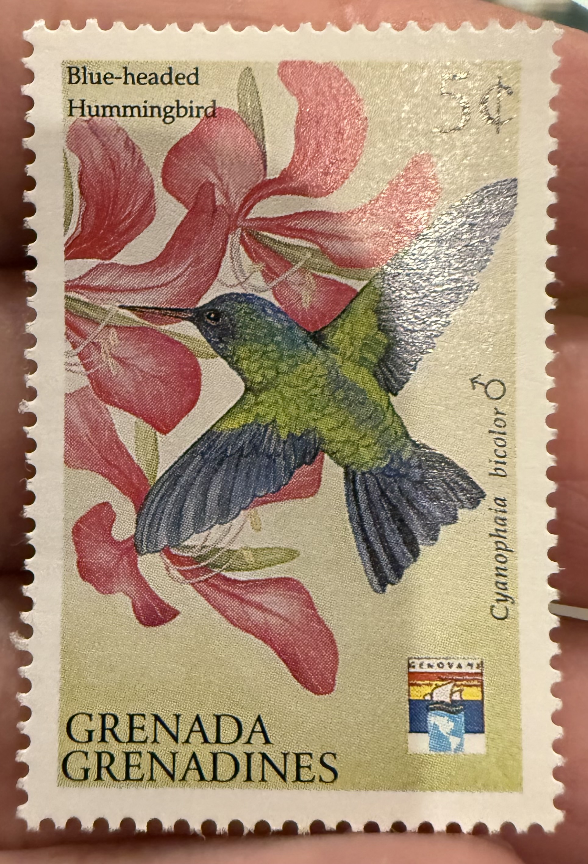 Blue-headed Hummingbird, Grenada Grenadines, 1975