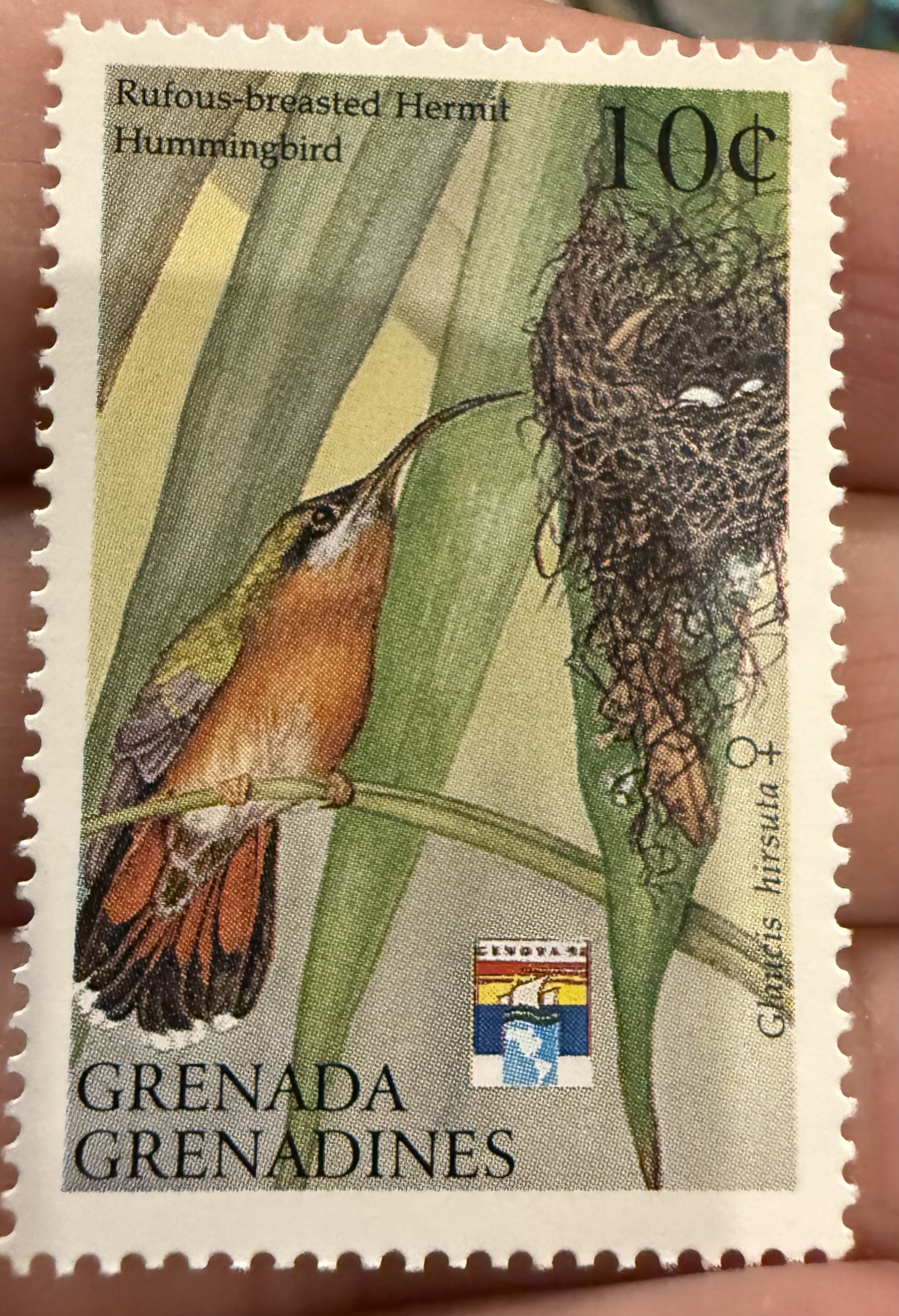 Rufous-breasted Hermit Hummingbird, Grenada Grenadines, 1975