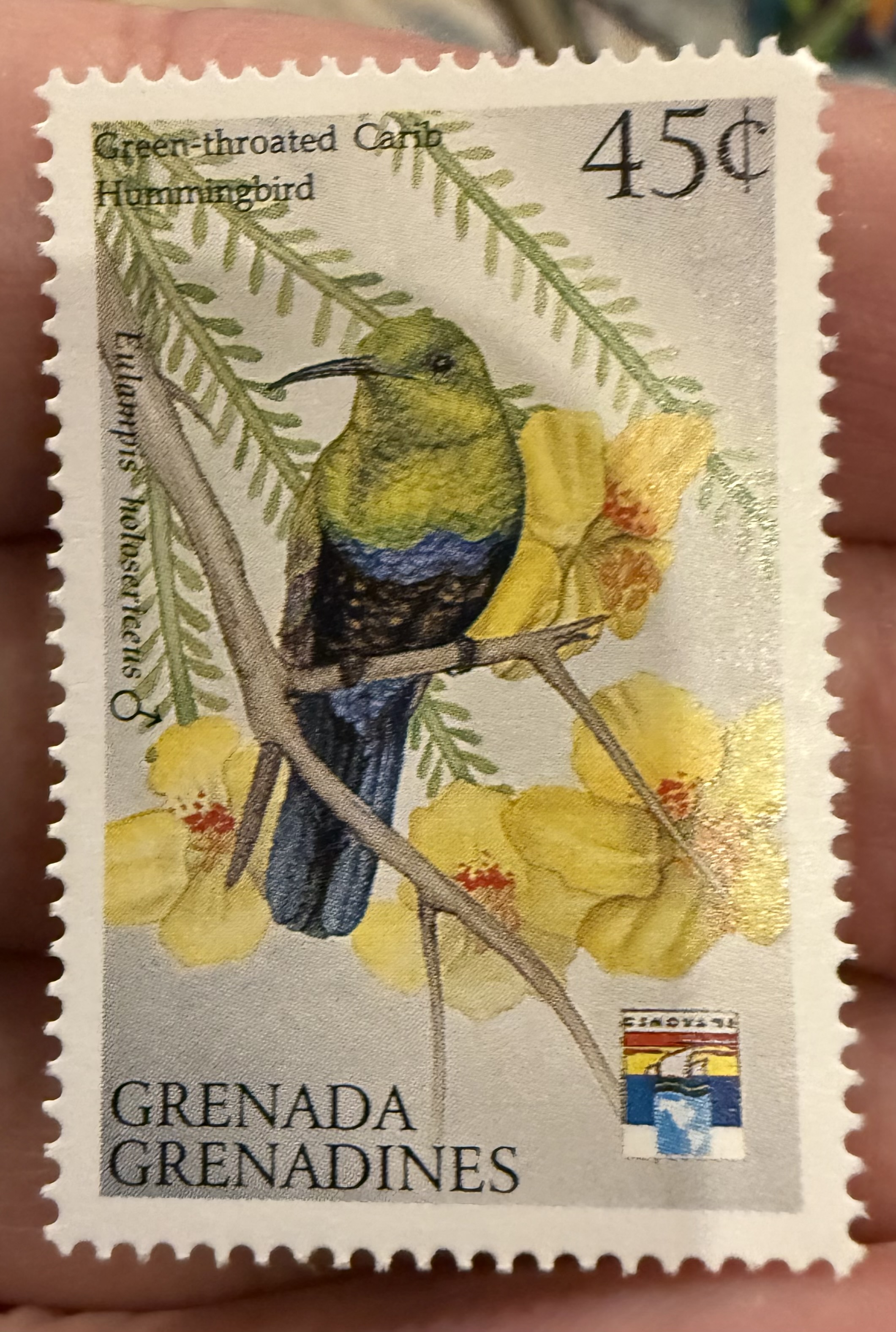 Green-throated Carib Hummingbird, Grenada Grenadines, 1975