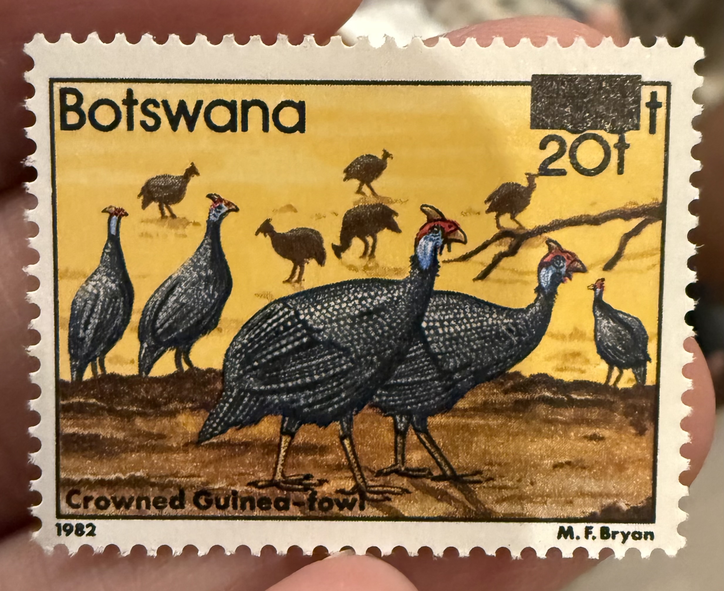 Crowned Guineafowl, Botswana, 1982