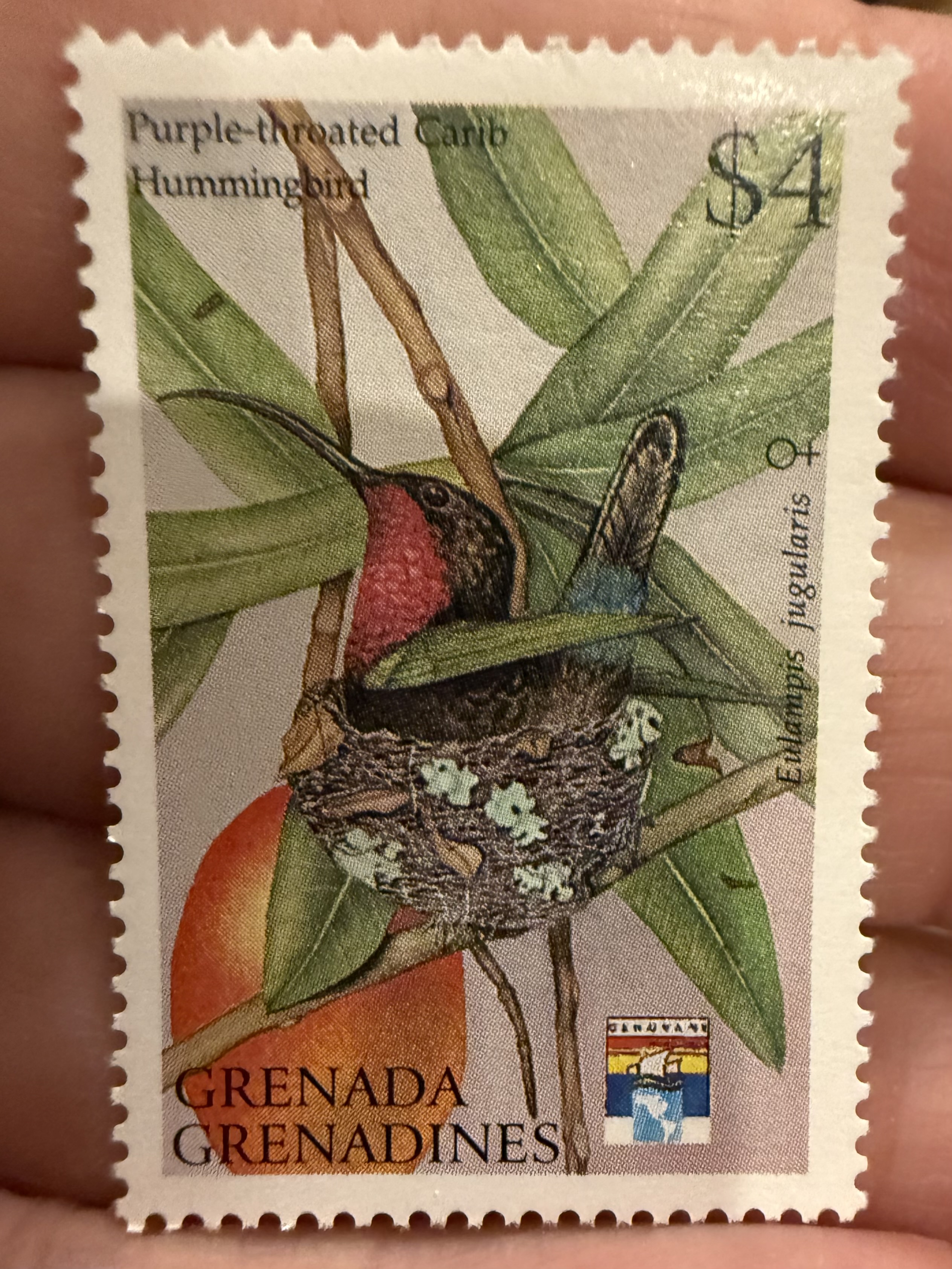Purple-throated Carib Hummingbird, Grenada Grenadines, 1975