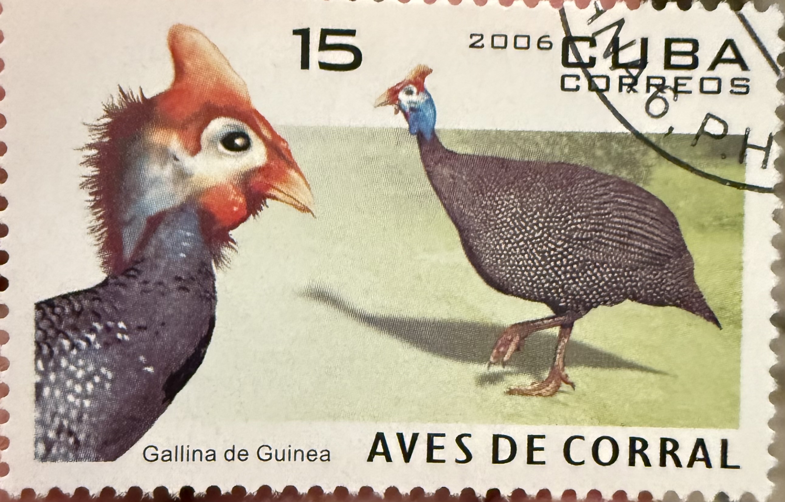 Helmeted Guineafowl, Cuba, 2006