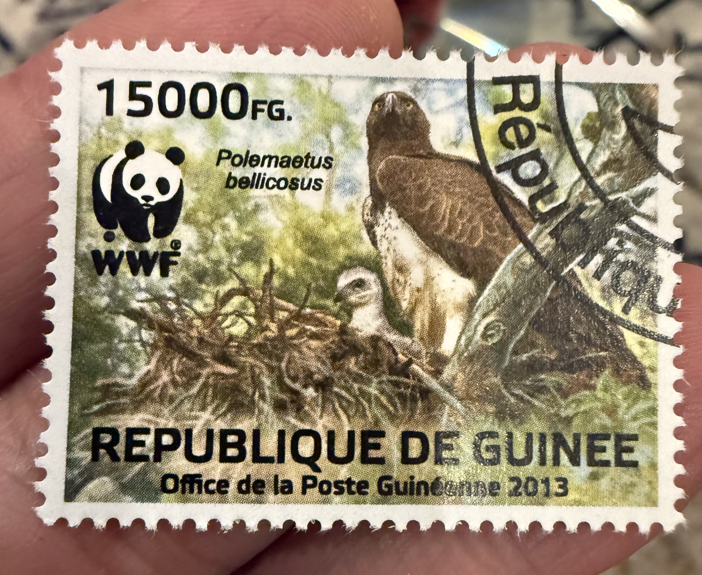 Martial Eagle, Guinea, 2013