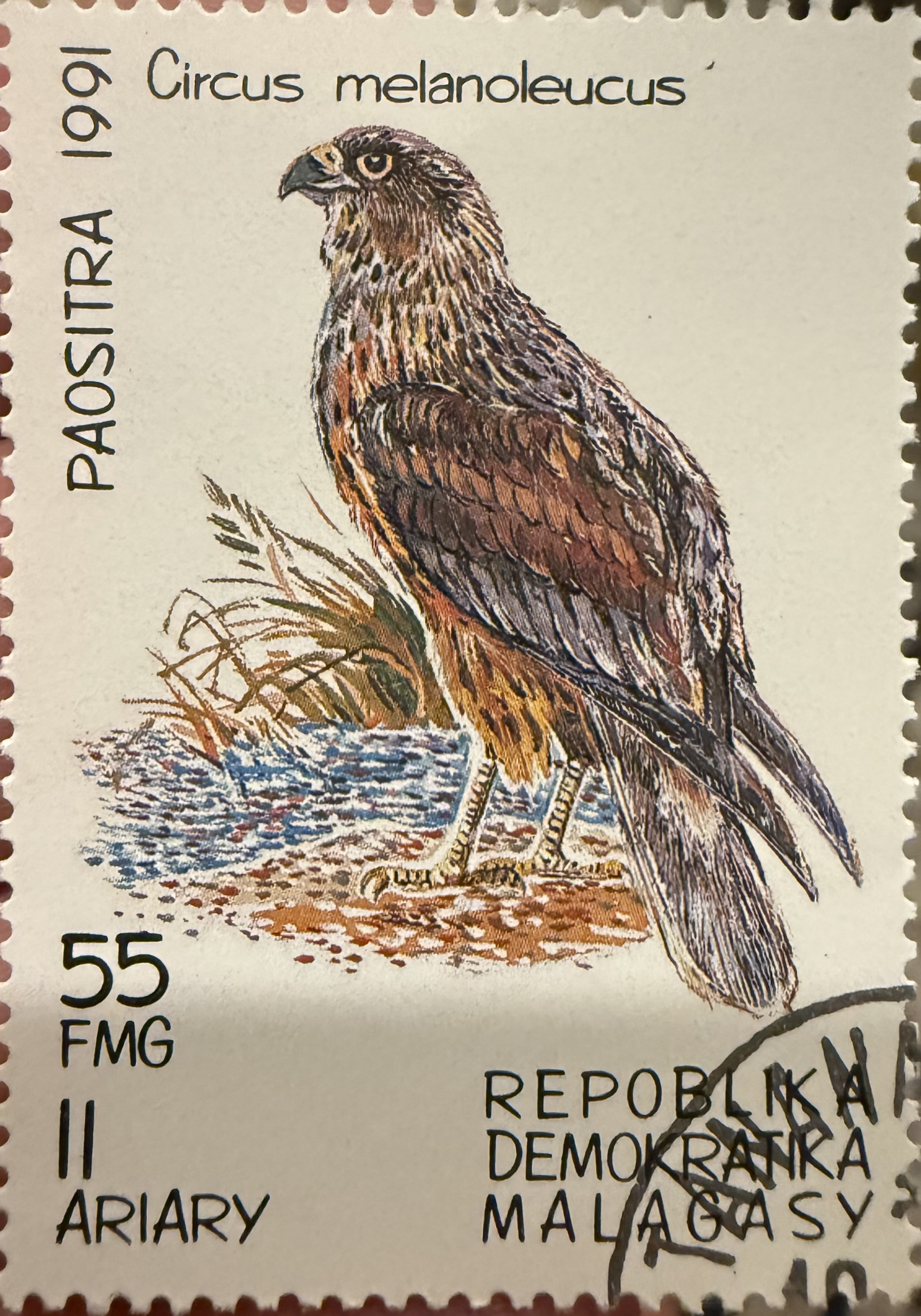Pied Harrier, Madagascar, 1991