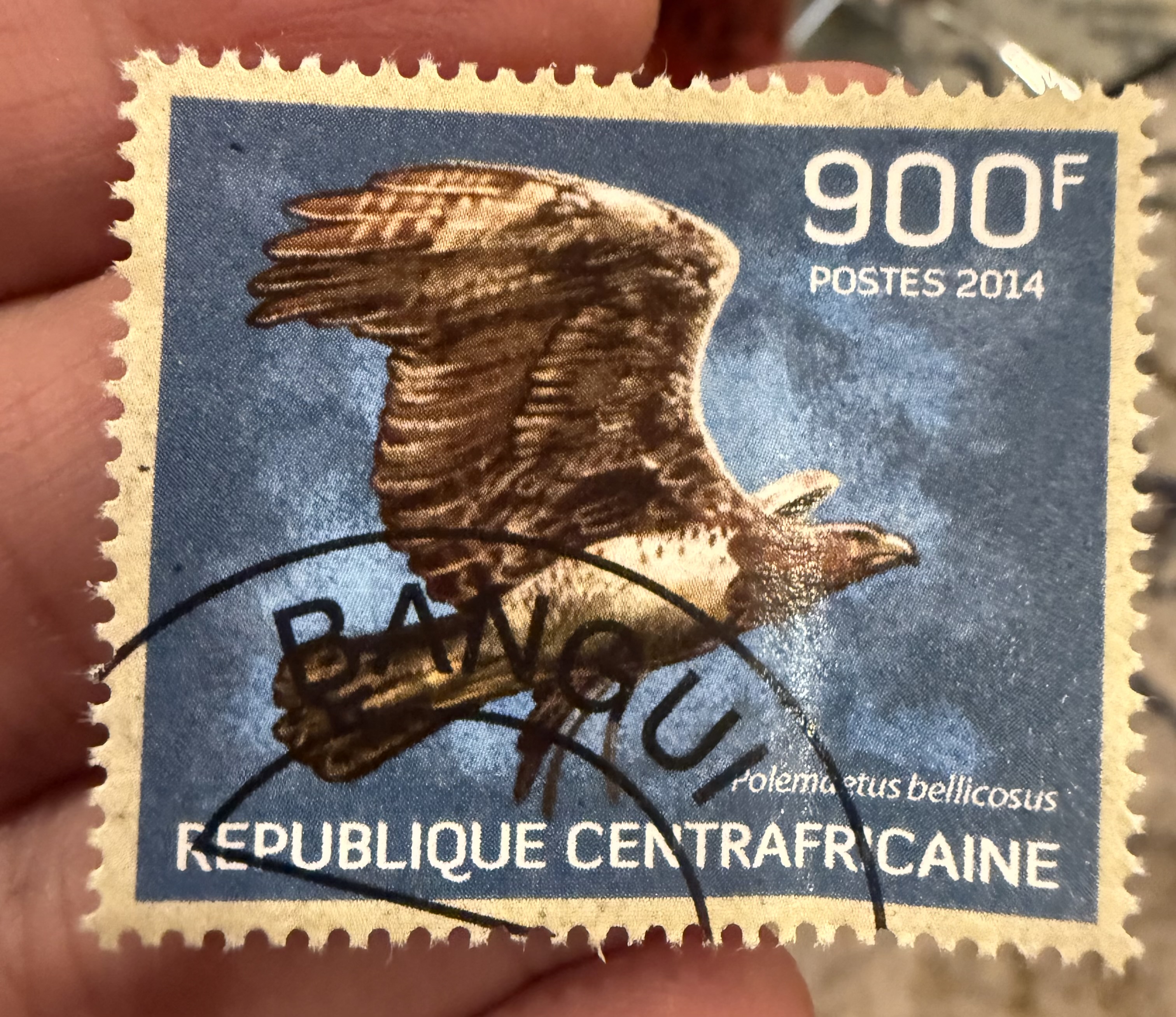 Martial Eagle, Central African Republic, 2014