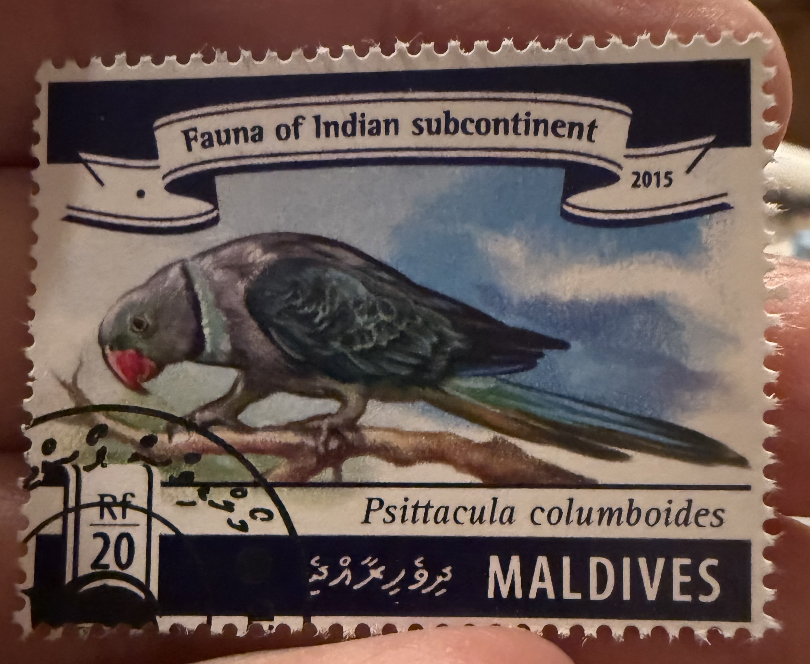 Plum-headed Parakeet, Maldives, 2015