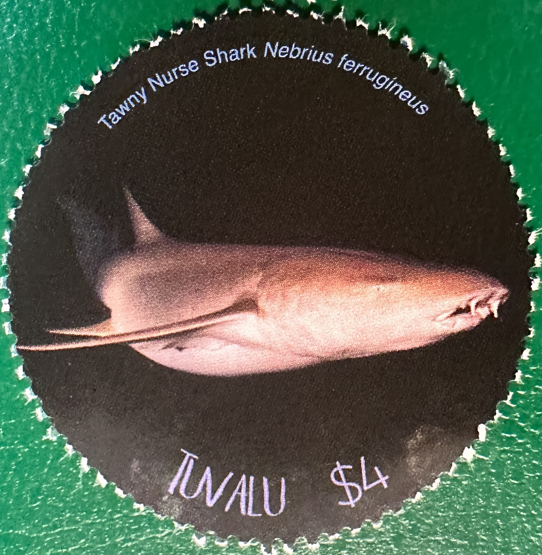 Tuvalu Shark 3