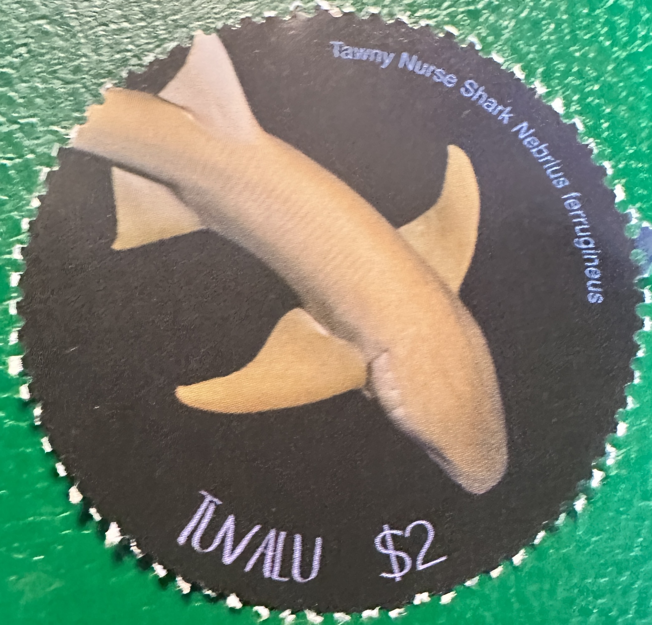 Tuvalu Shark 2