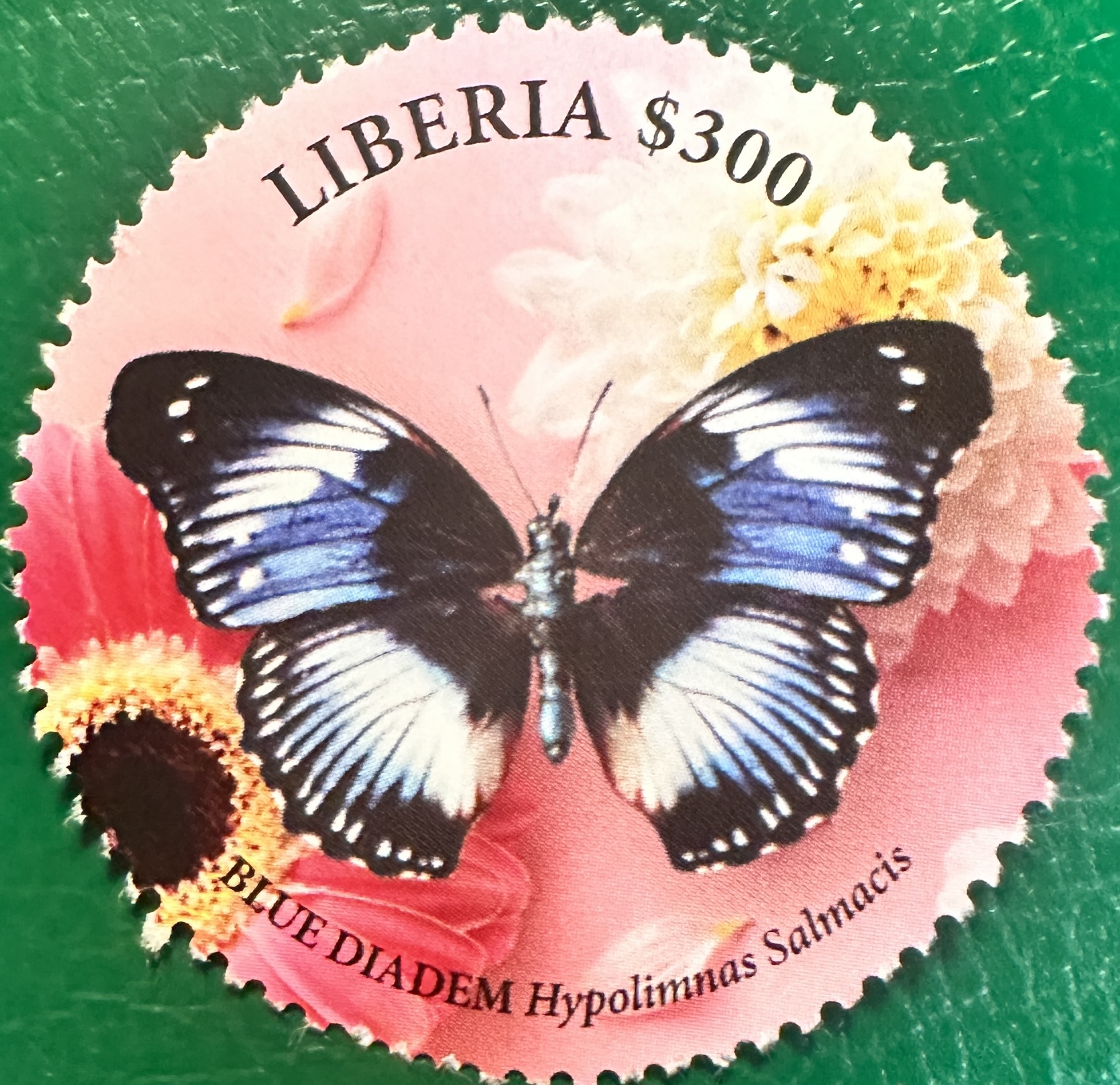 Liberia Butterfly Round 1